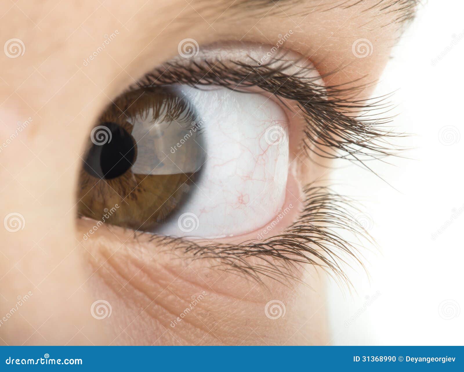 Human eye brown color stock photo. Image of human, eyelid 31368990