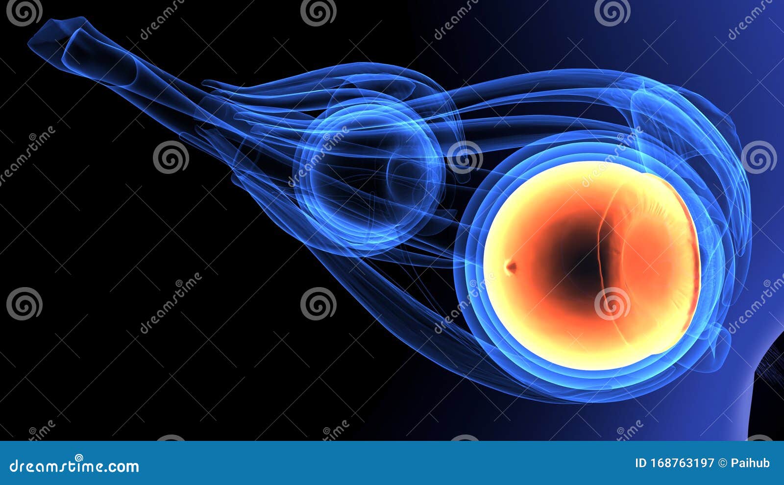 auditorium Indsigtsfuld Ejeren 3d Render of Human Eye Intersection Anatomy Stock Illustration -  Illustration of eyeball, beauty: 168763197