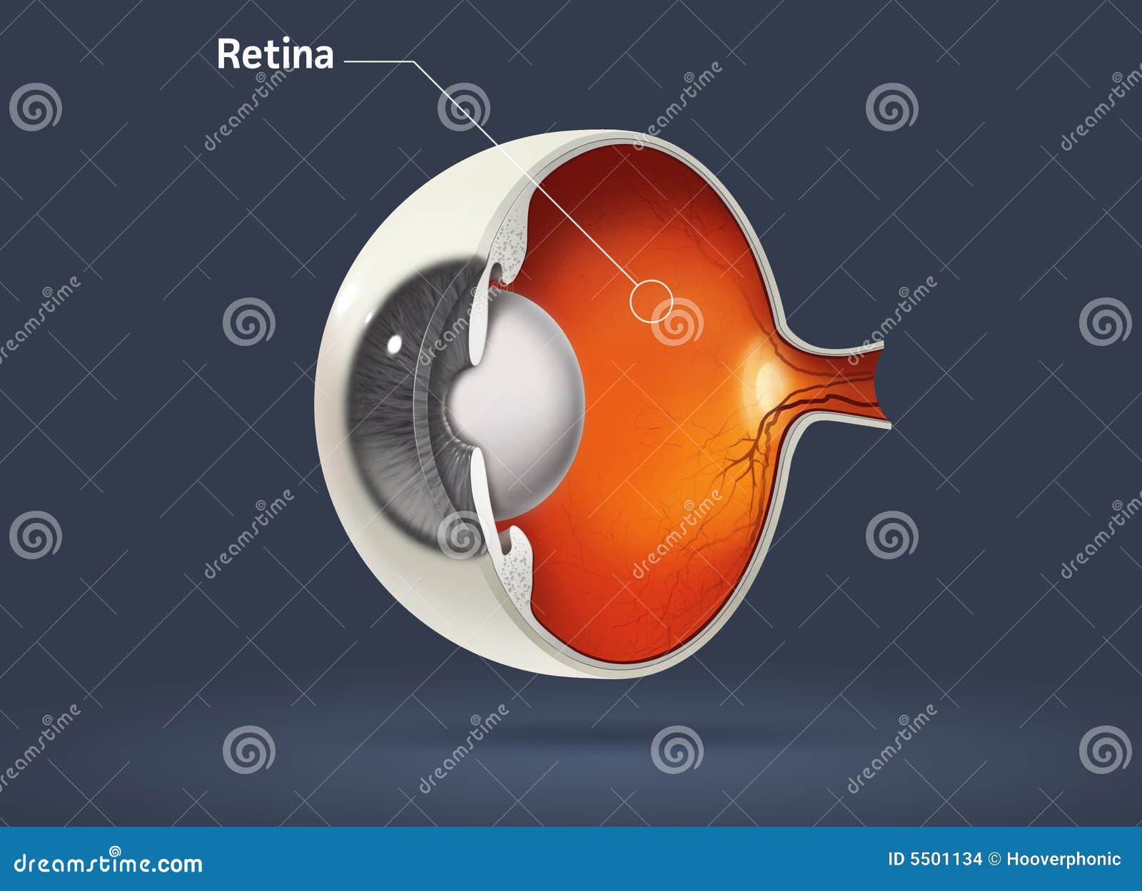 human eye - retina