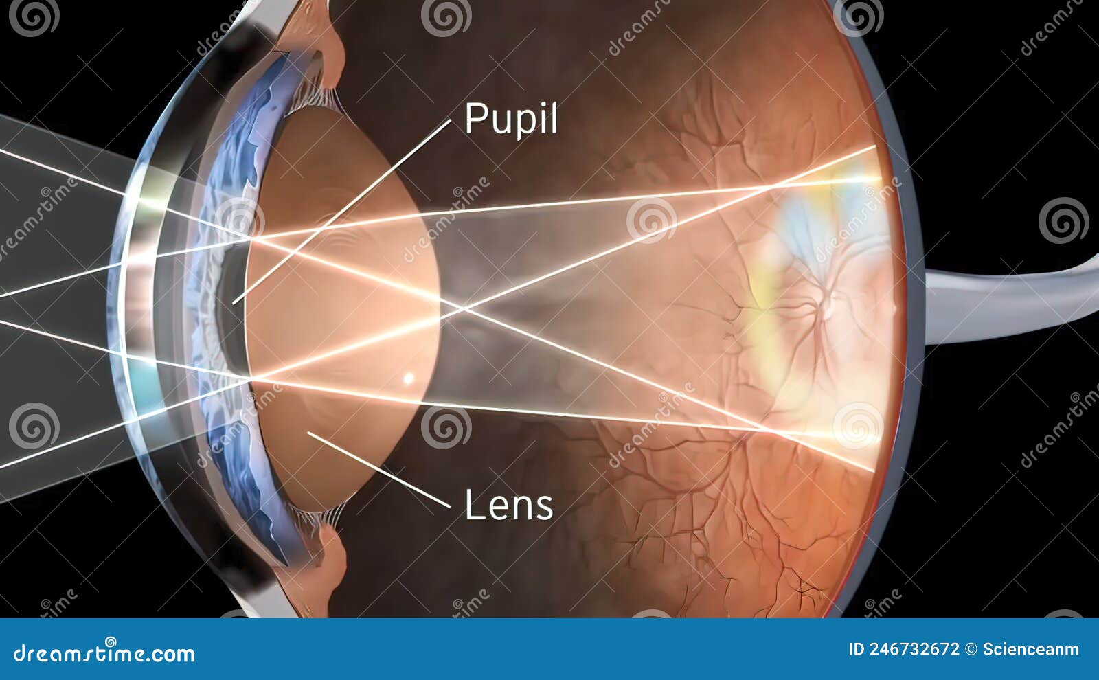 Human eye vision structure stock illustration. Illustration of eyeball
