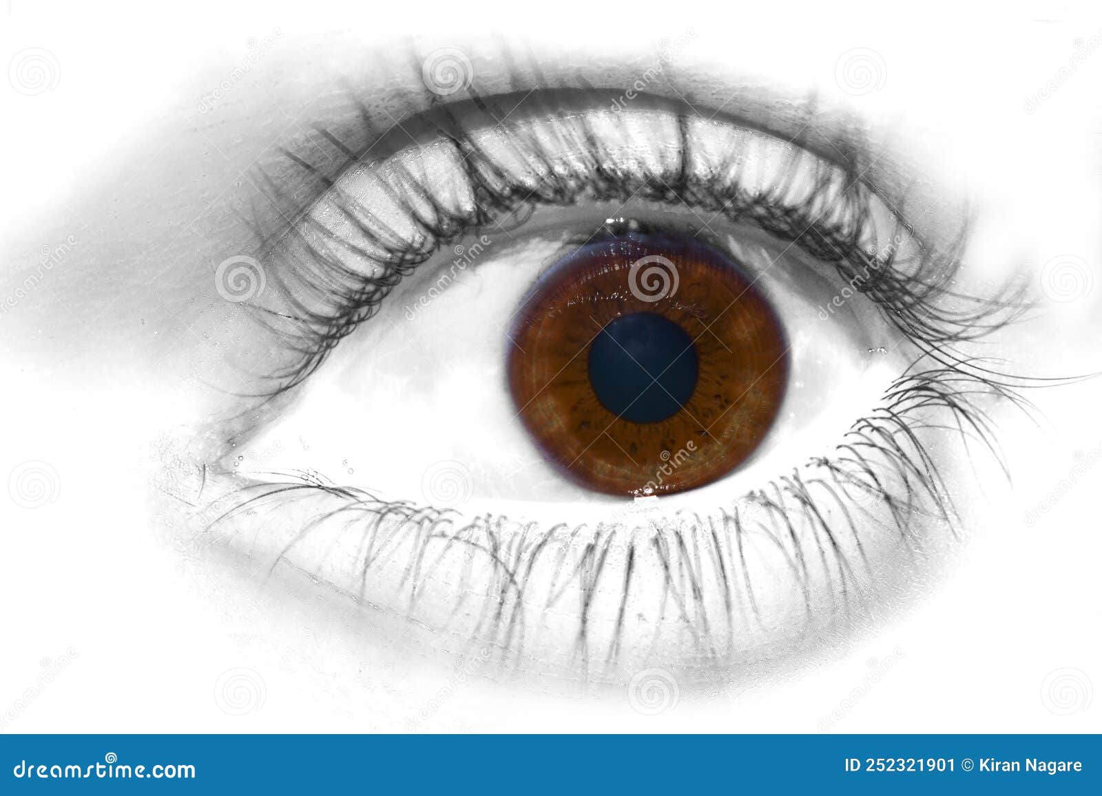 Human eyes stock image. Image of eyes, person, macro 252321901