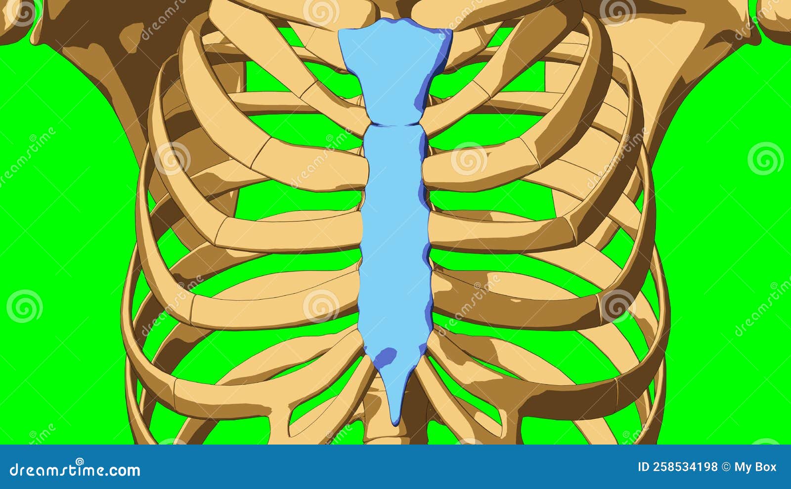 Human Face Muscle Anatomy for Medical Concept 3D Looped Animation Stock
