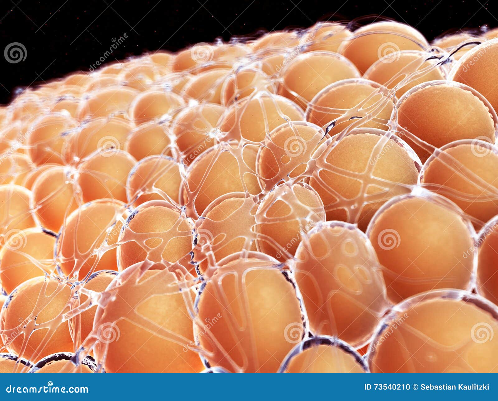 Human Fat Cells 18