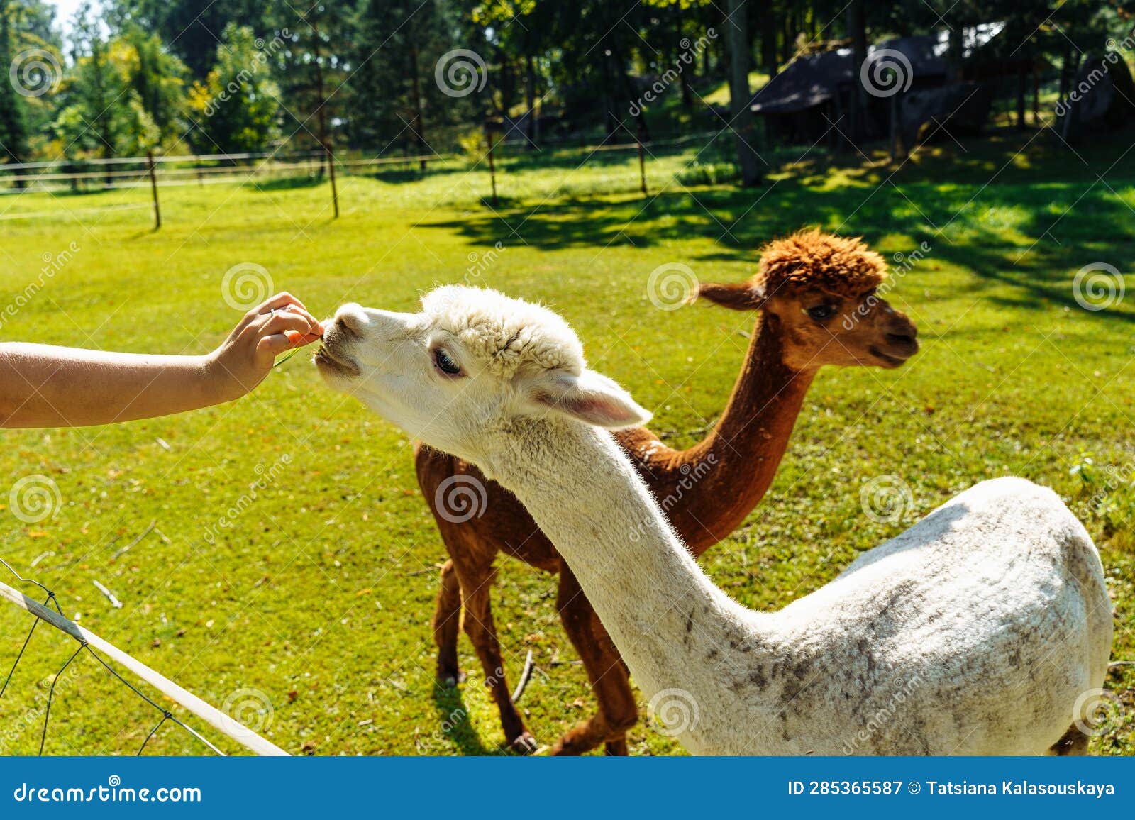 Human Feeds an Alpaca from His Hands on an Alpaca Farm Stock Image