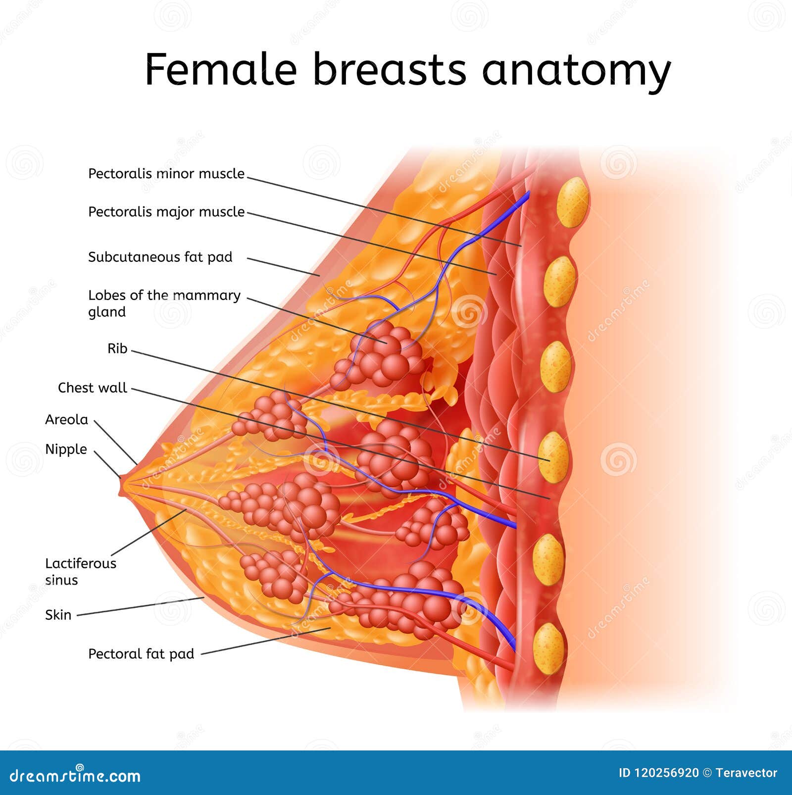 Human Female Brest Anatomy Medical Vector Scheme Stock Vector -  Illustration of human, infographic: 120256920