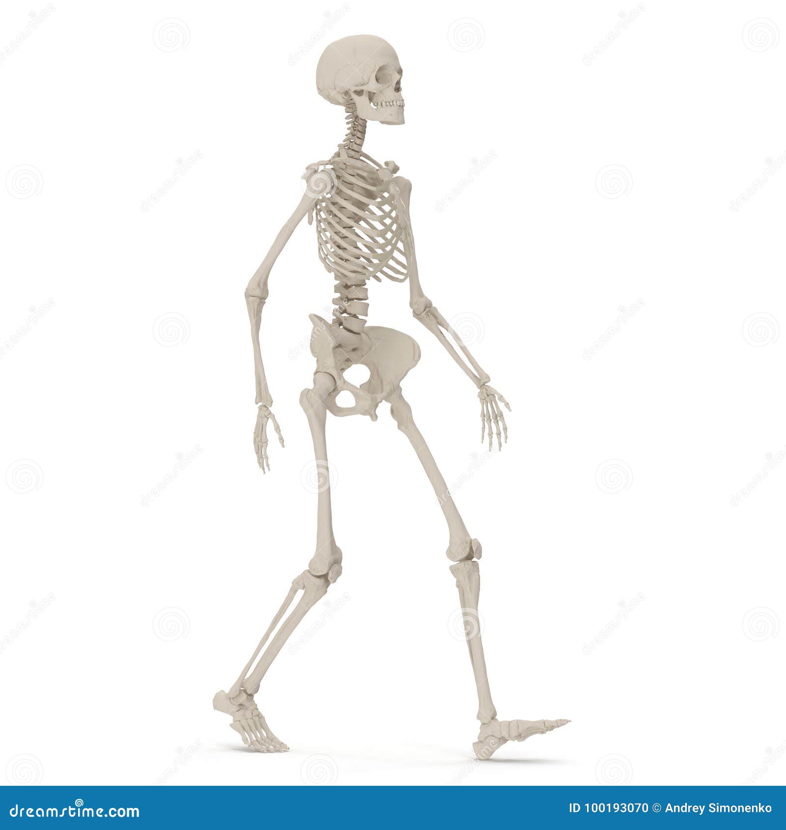 human skeleton drawing pose