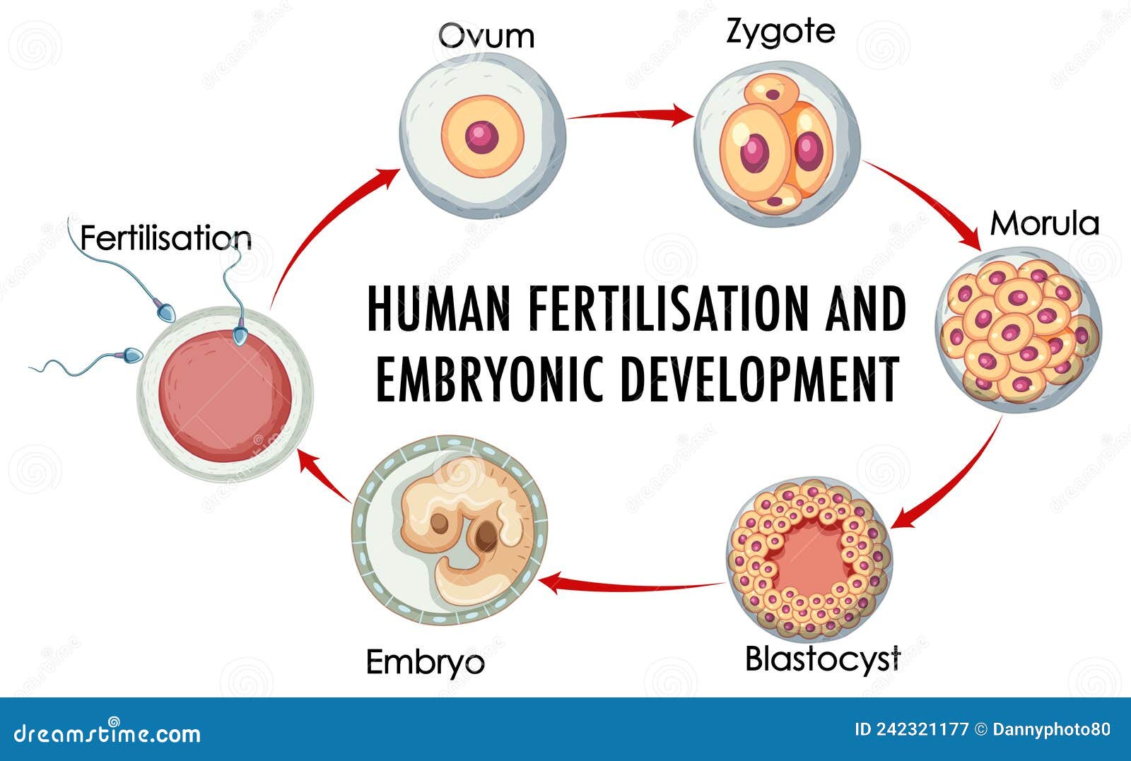 Human Fertilisation Embryonic Development In Human Infographic Stock