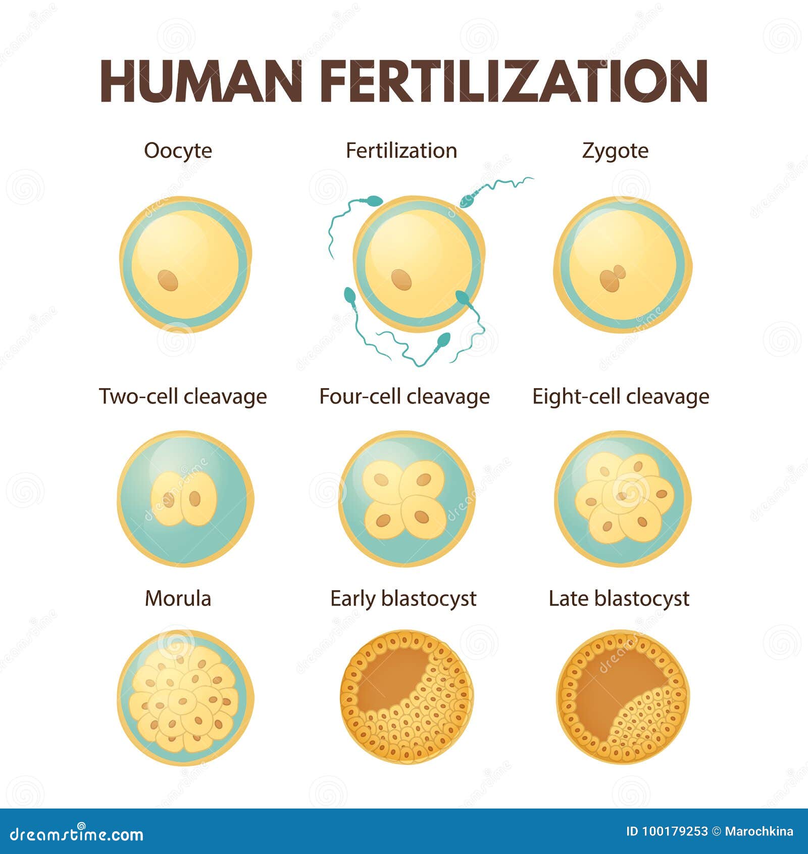  Human  fertilization  stock vector Illustration of 