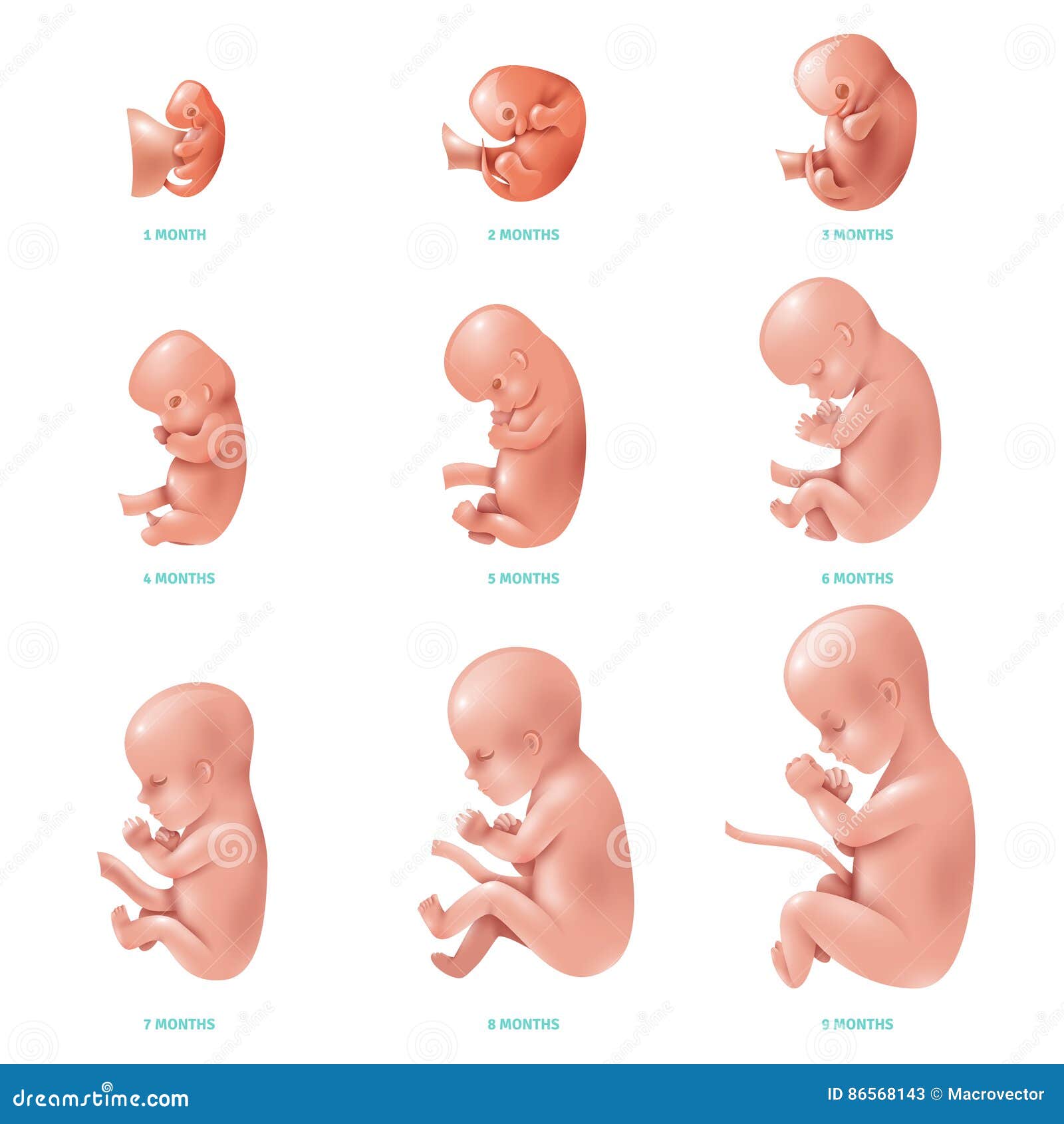 Human Fetus Inside Icon Set Stock Vector - Illustration of 