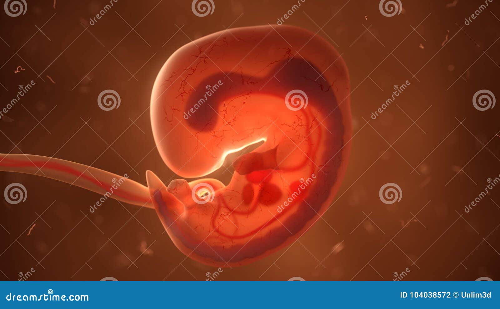 Human Fetus with Internal Organs, 3d Illustration Stock Illustration -  Illustration of human, fetus: 104038572
