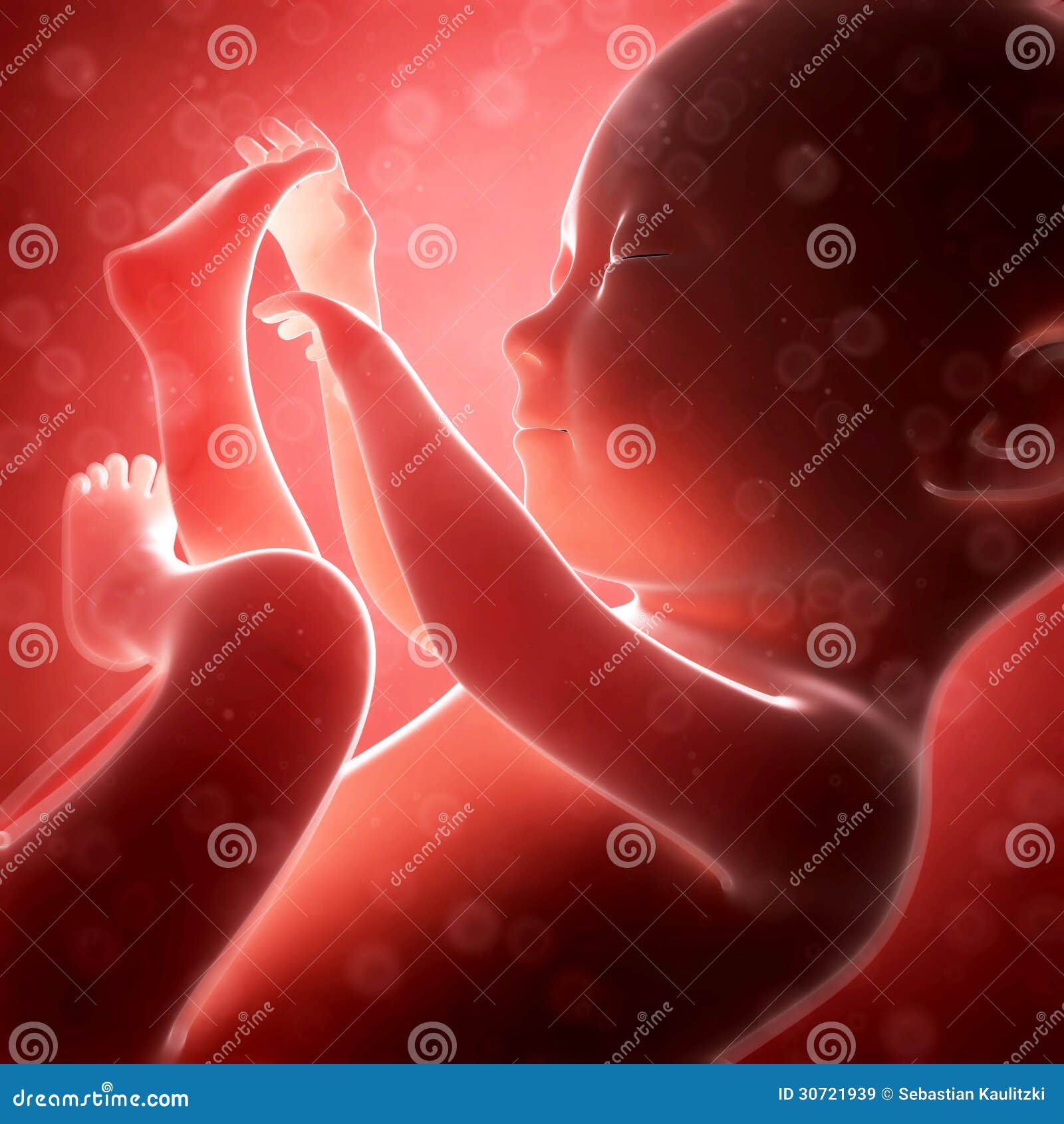 Human Fetus Month 7 Royalty Free Stock Images - Image: 30721939