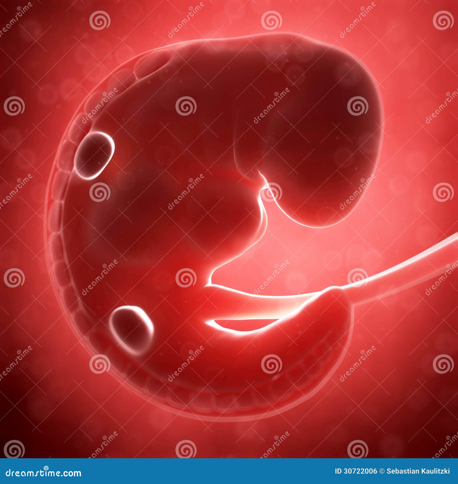 Ребенок в животе 2 неделя. Зародыш на первом месяце.