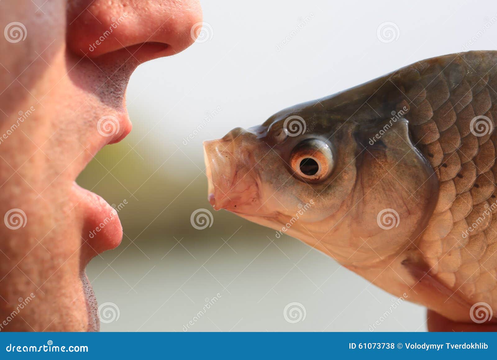 Human and fish head stock photo. Image of head, outdoor - 61073738