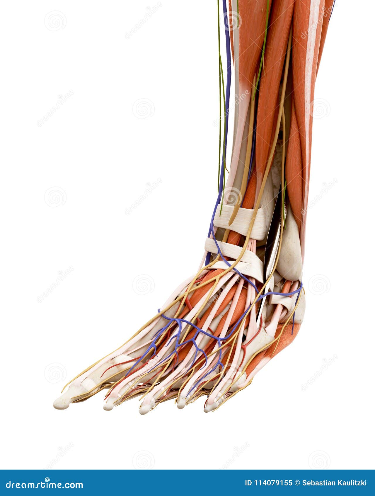 The human foot anatomy stock illustration. Illustration of medically