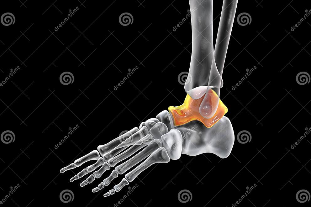 Human Foot Anatomy. Talus Bone of the Foot Stock Illustration