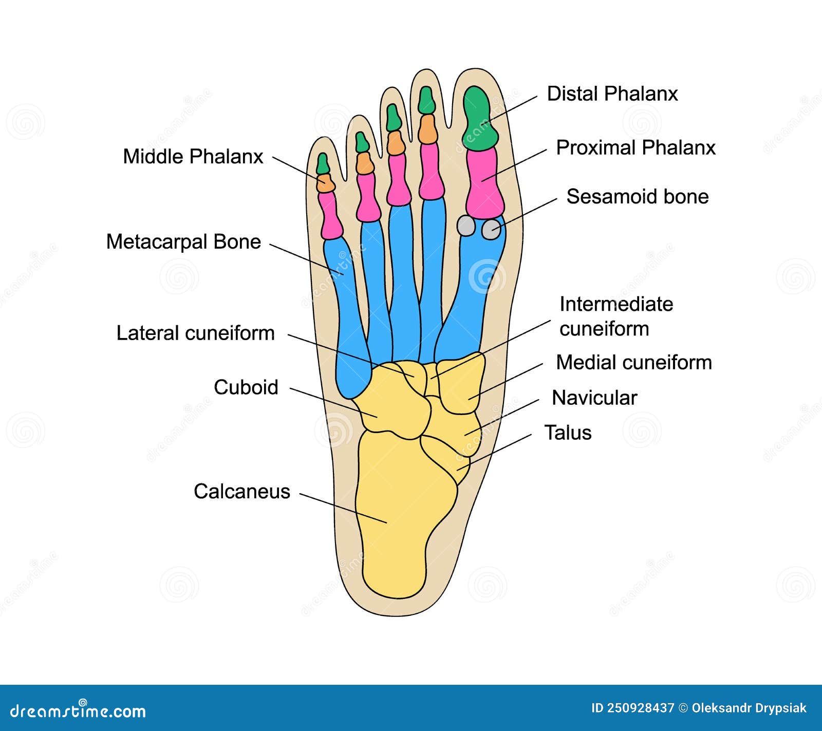 Human Foot Bones Anatomy With Descriptions. Educational Diagram Of ...