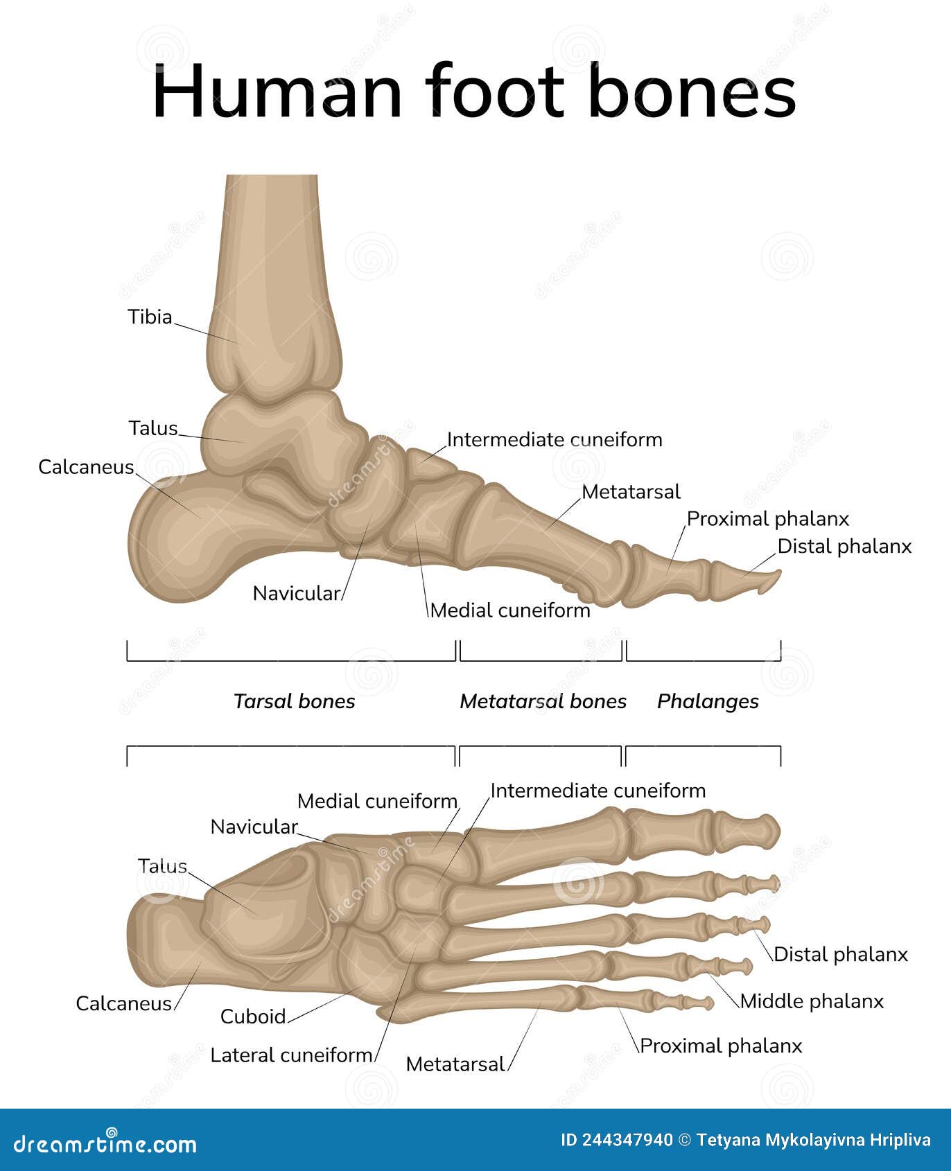 Human foot bones stock vector. Illustration of feet - 244347940