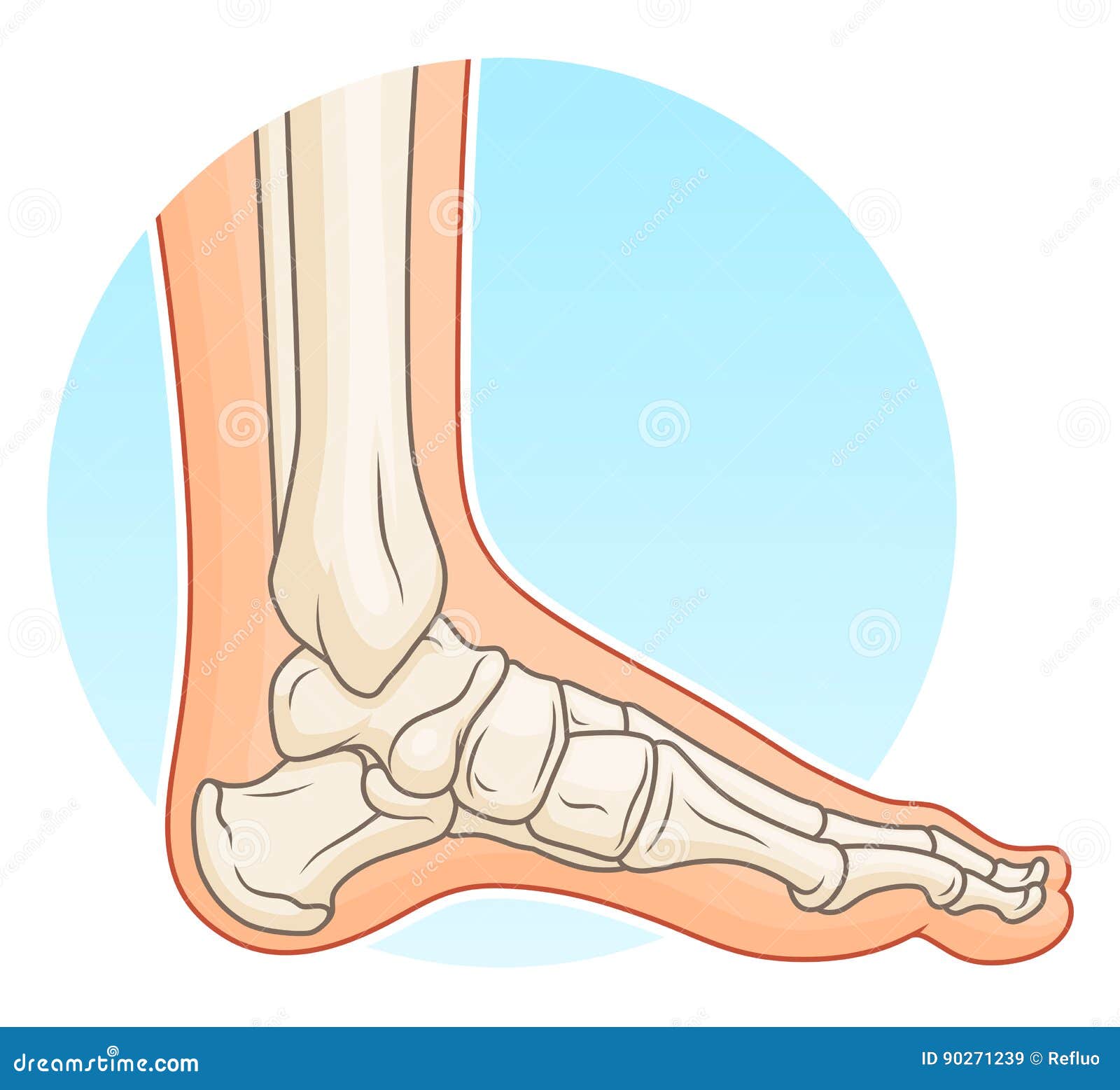 Human foot with bones stock vector. Illustration of side 90271239
