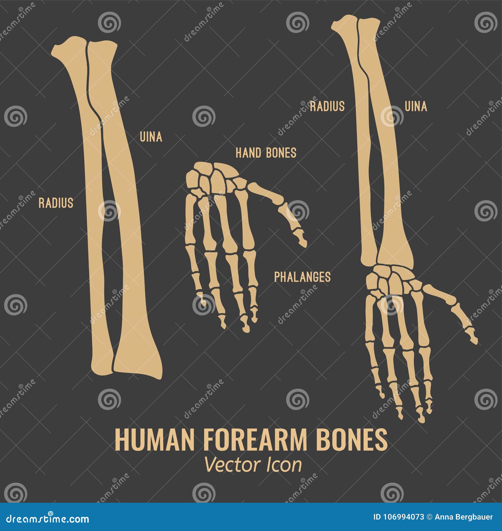 Human forearm bones icons stock vector. Illustration of body - 106994073