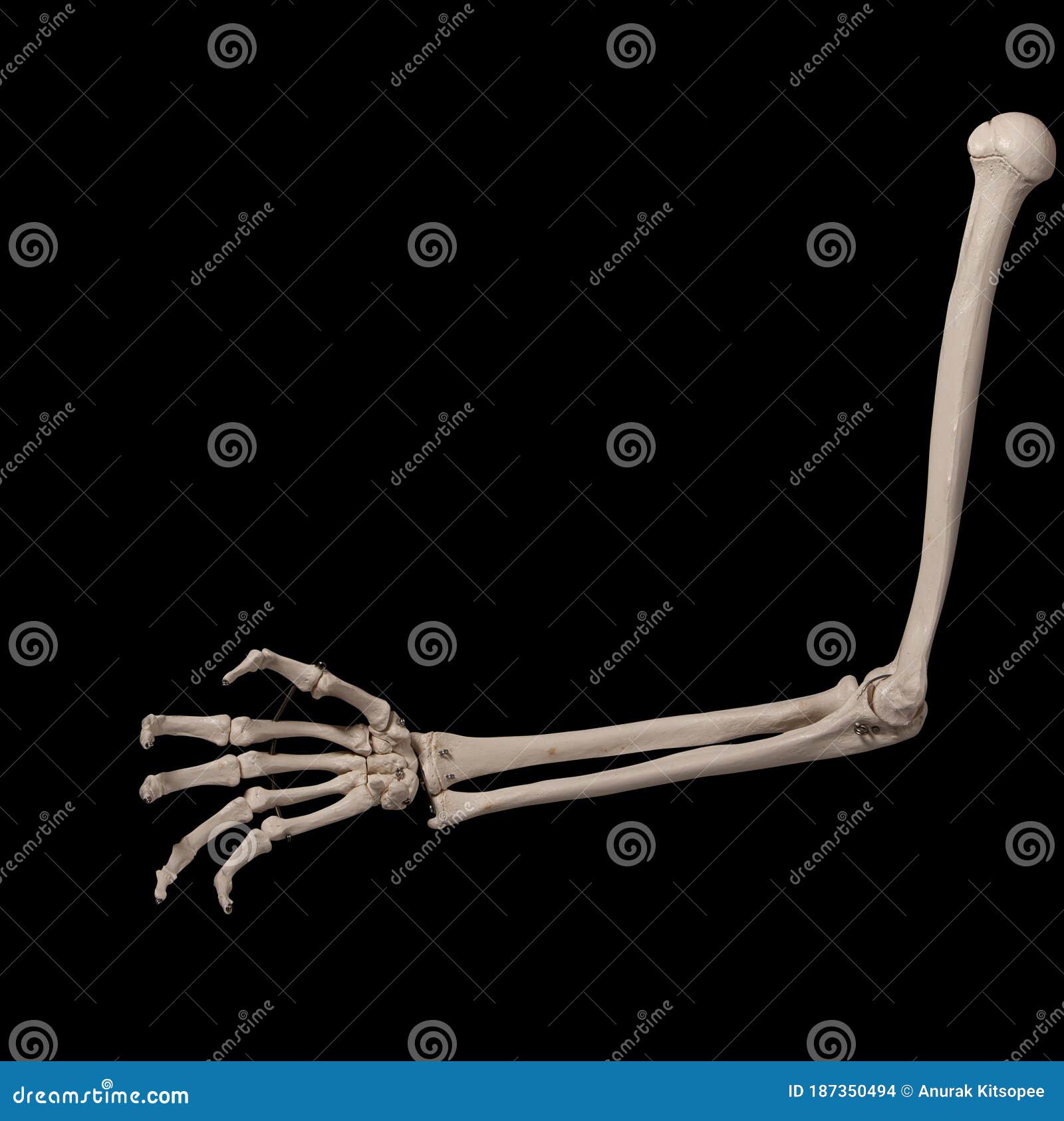 Human Forearm Skeleton Anatomy Bone 10 Stock Photo - Image of knot