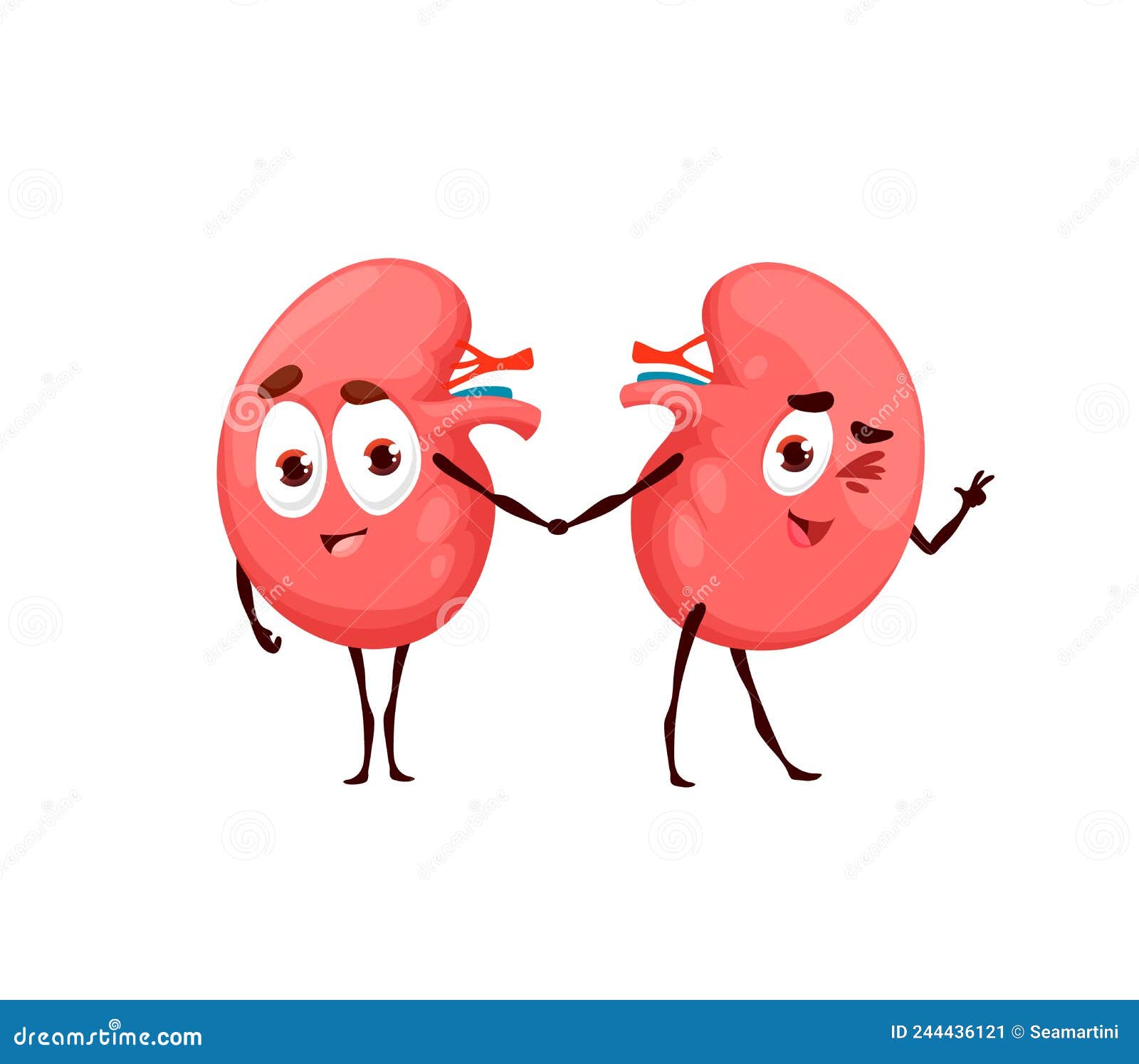 Human Funny Cartoon Kidney Characters, Anatomy Stock Vector - Illustration  of healthy, knowledge: 244436121