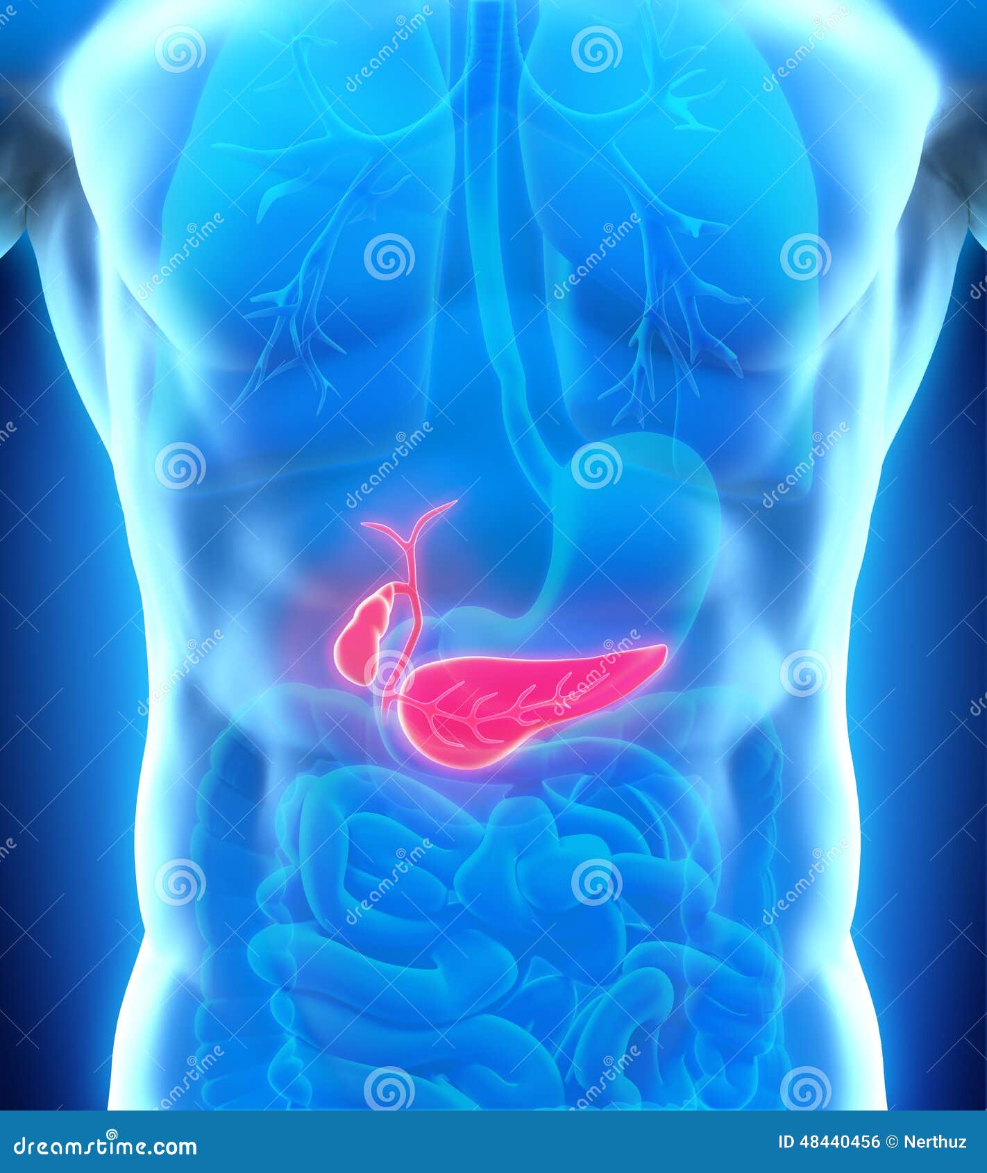 Pancreas Anatomy In Complex With Intestine And Bile Duct. Human Healthy ... Biology Diagrams