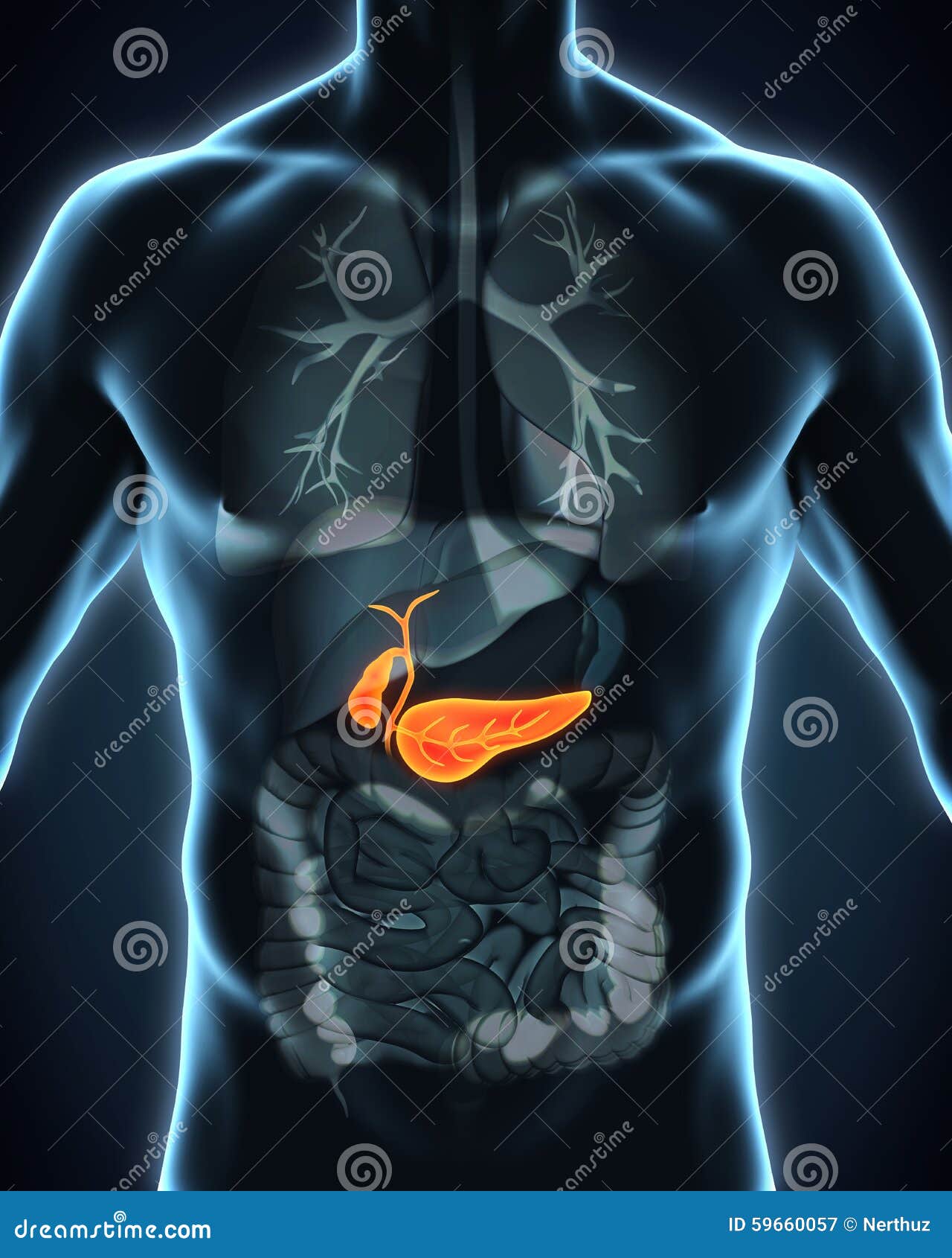 Pancreas Anatomy System Medical Infographic Infochart Cartoon Vector ... Biology Diagrams