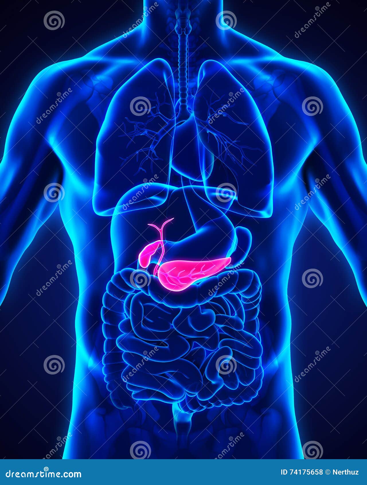 Human Gallbladder And Pancreas Anatomy Stock Illustration