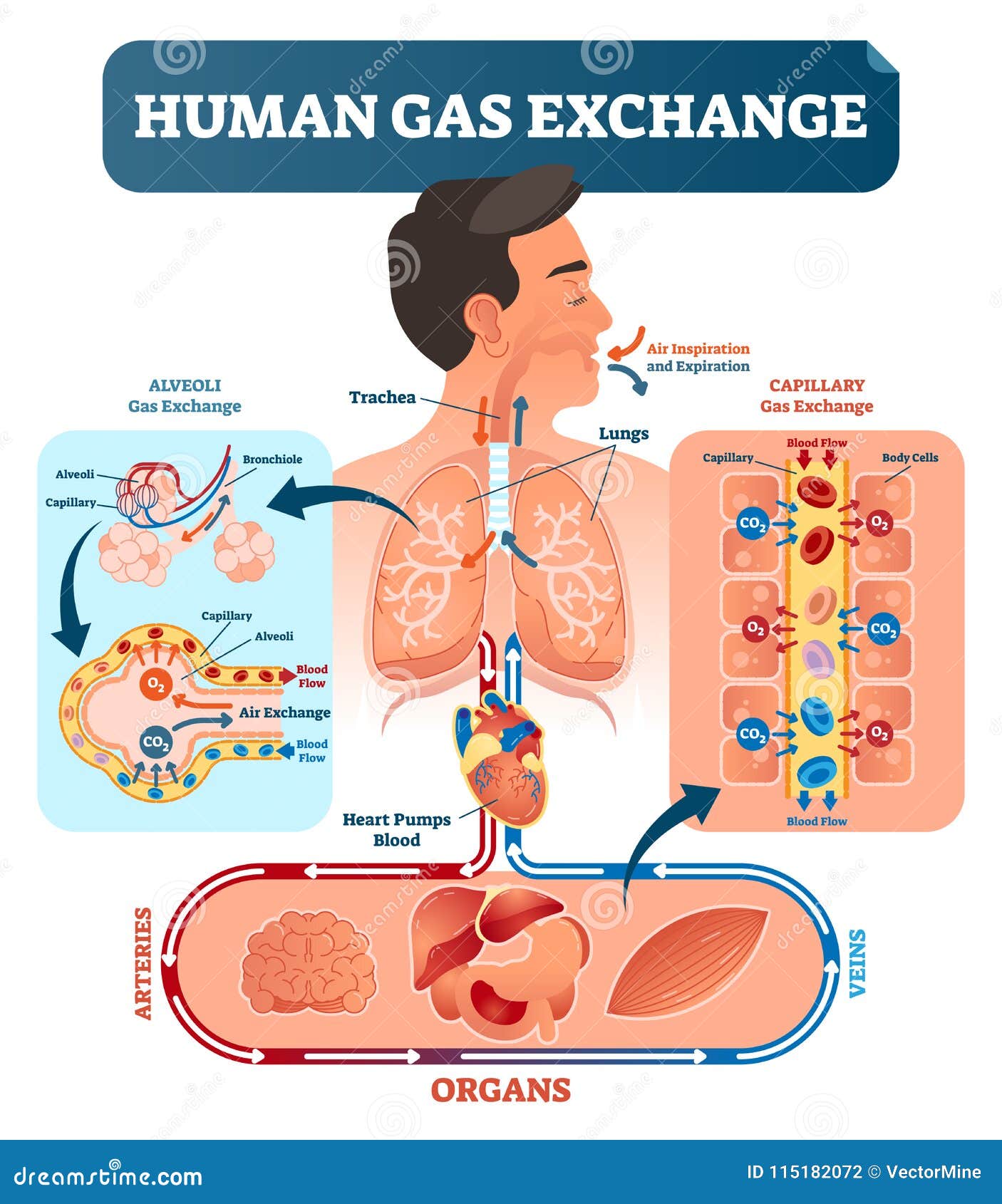 human gas exchange system  . oxygen travel from lungs to heart, to all body cells and back to lungs as co2.