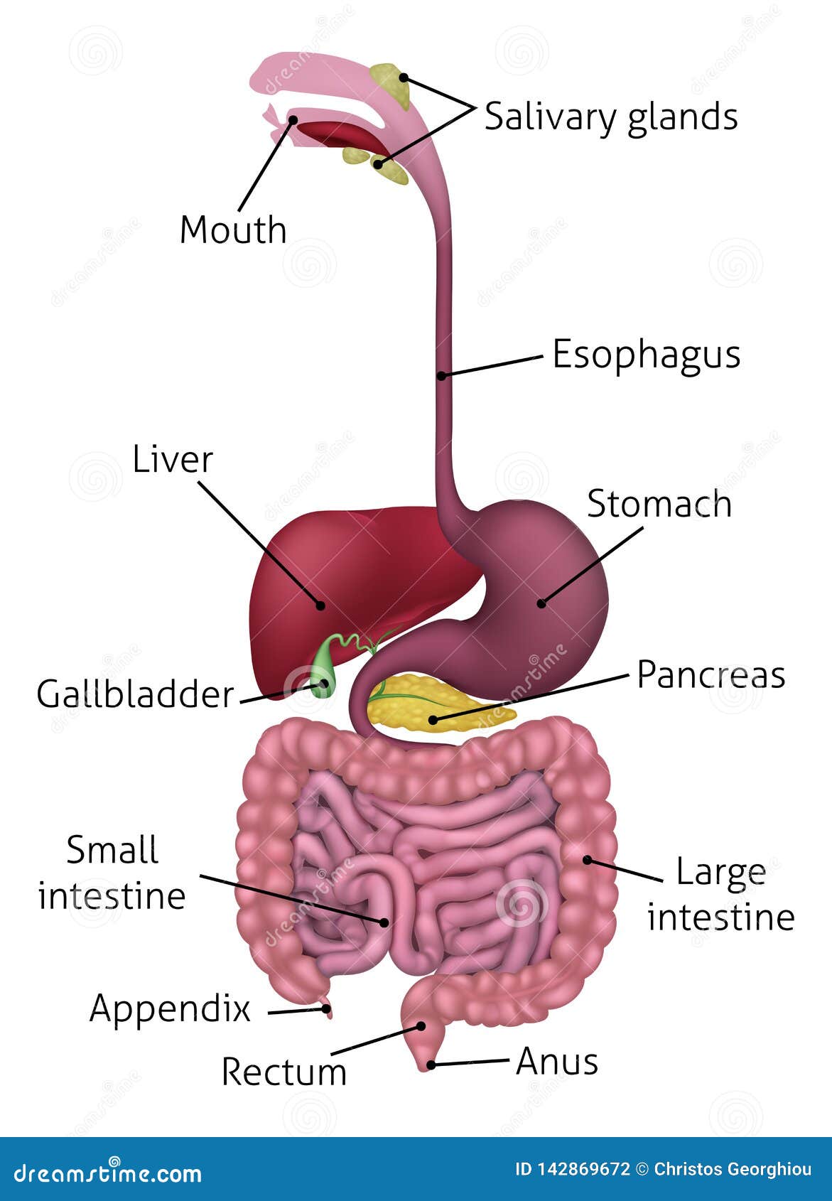 Human Gastrointestinal Digestive System And Labels Stock Vector