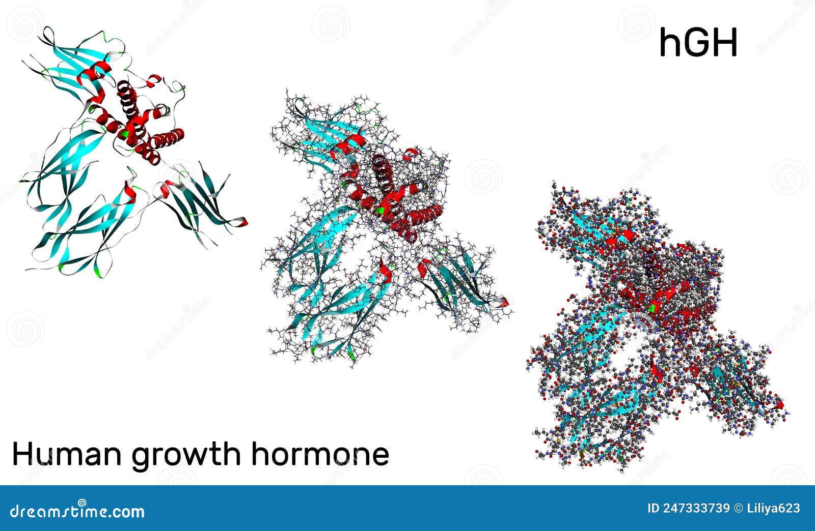 Human Growth Hormone, HGH, Somatotropin Molecule in Different Models