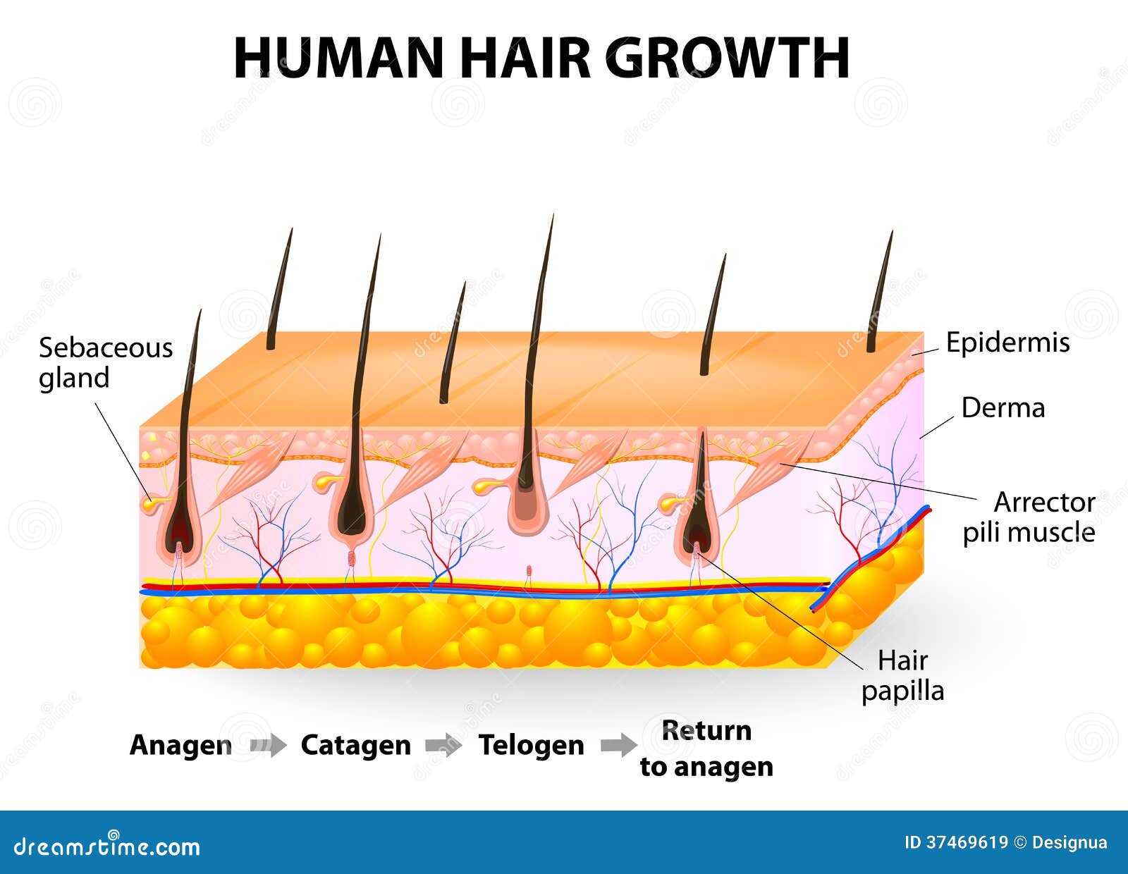 Hair Diagram Anatomy