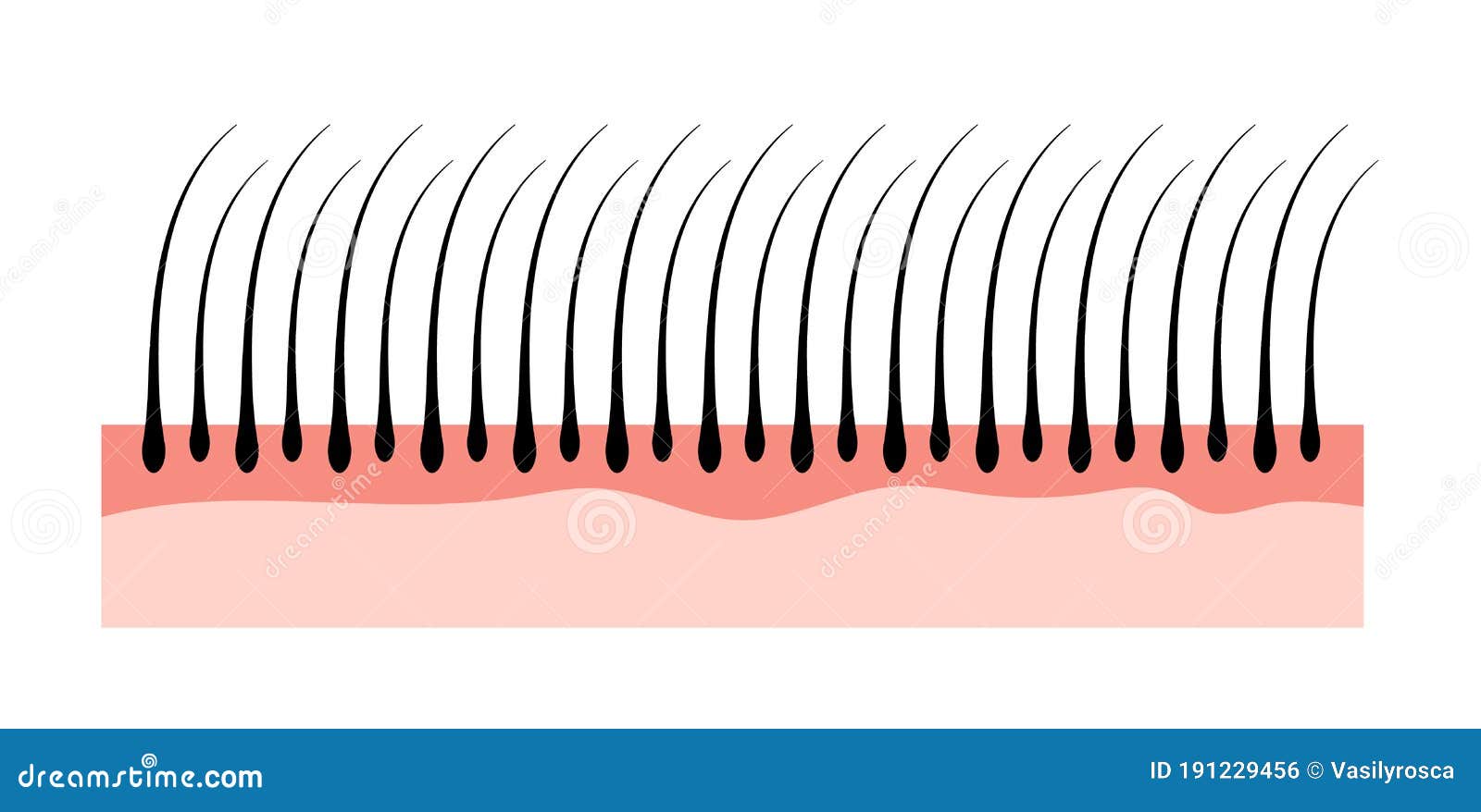 human hair skin structure growth epidermis. hair anatomy concept
