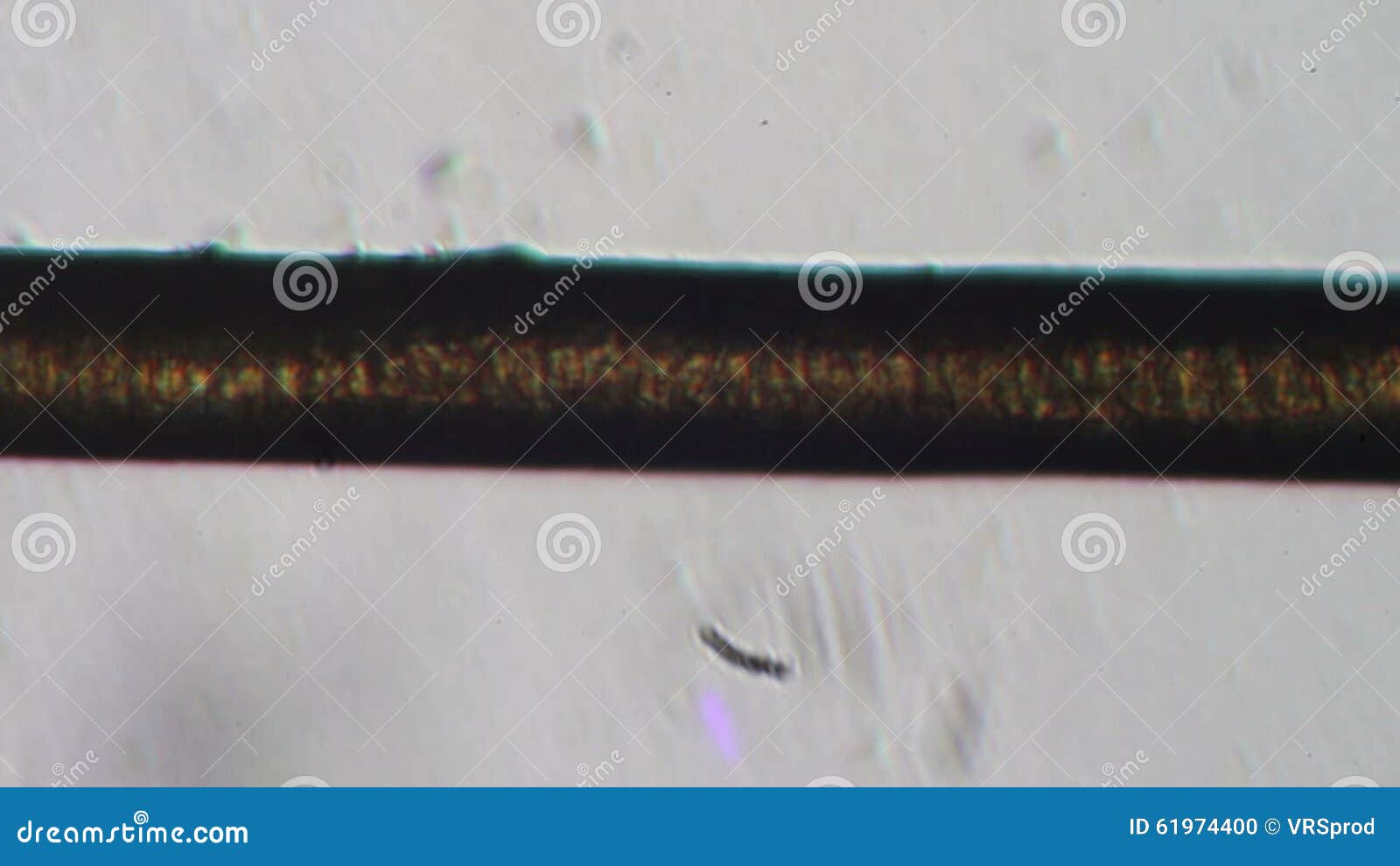A Human Hair Under a Microscope Stock Footage - Video of photomicrograph,  fast: 61974400