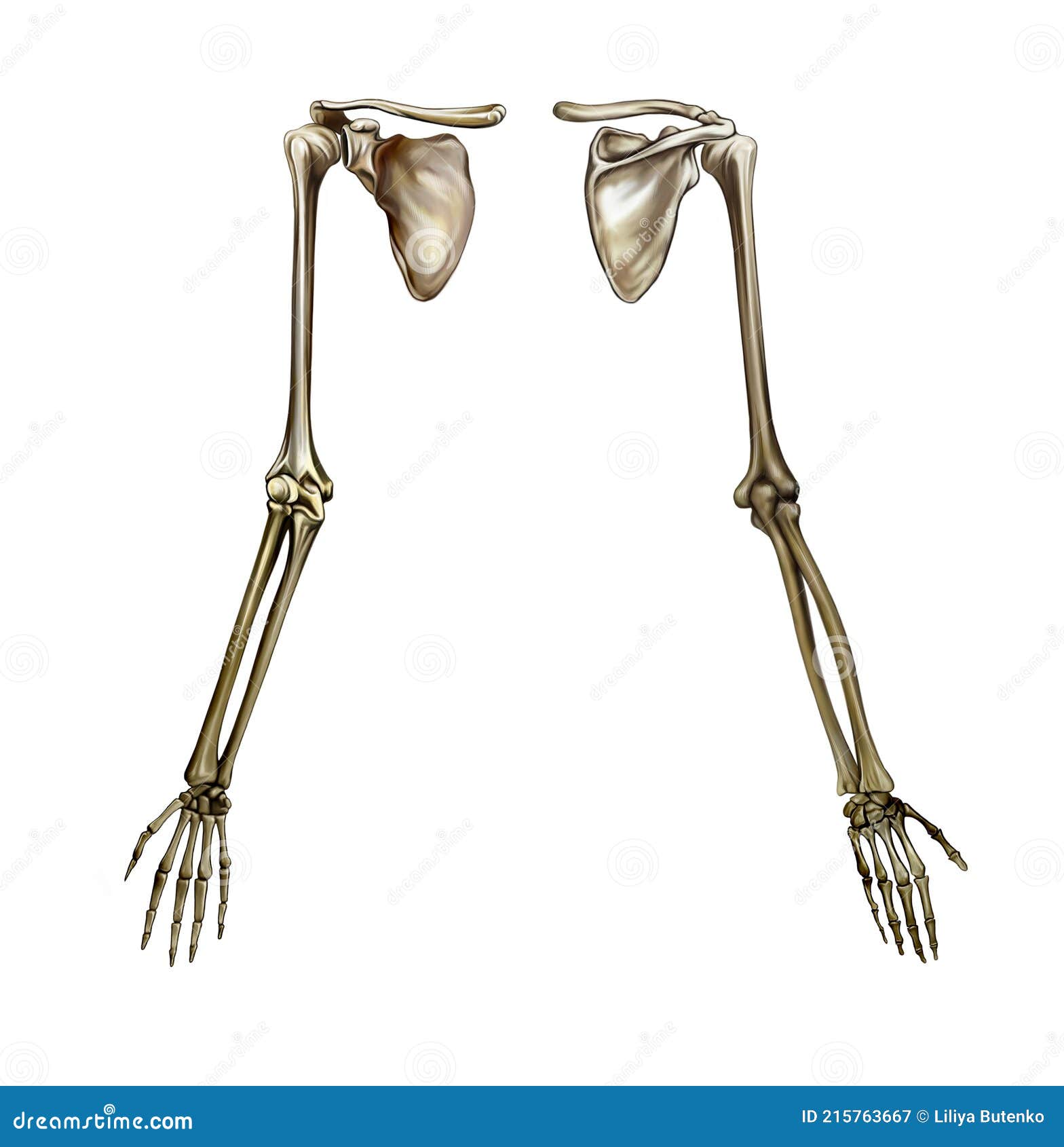 bones (pectoral girdle, arm, forearm, and hand) Diagram