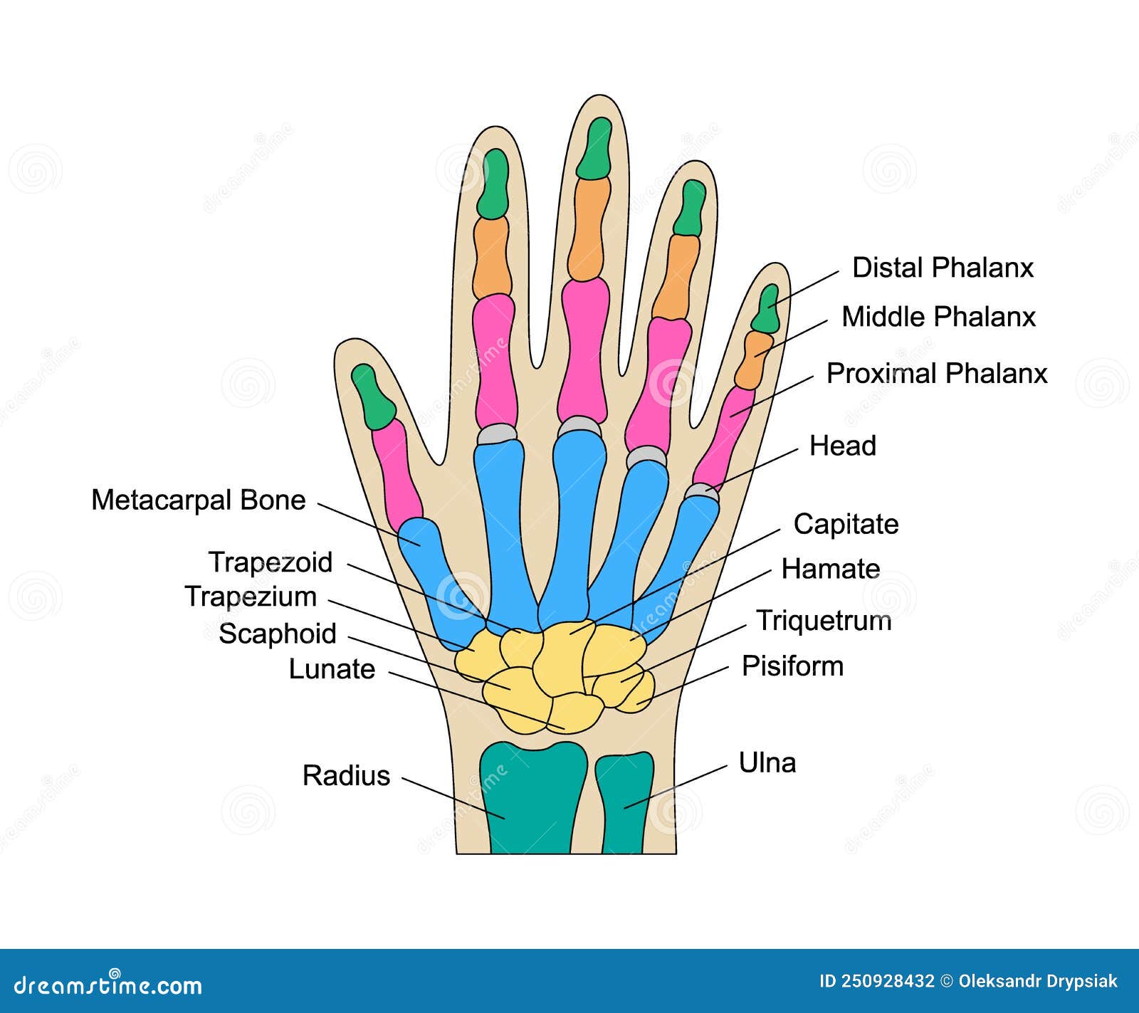 Diagram Internal Organs Cartoon Vector | CartoonDealer.com #89184427