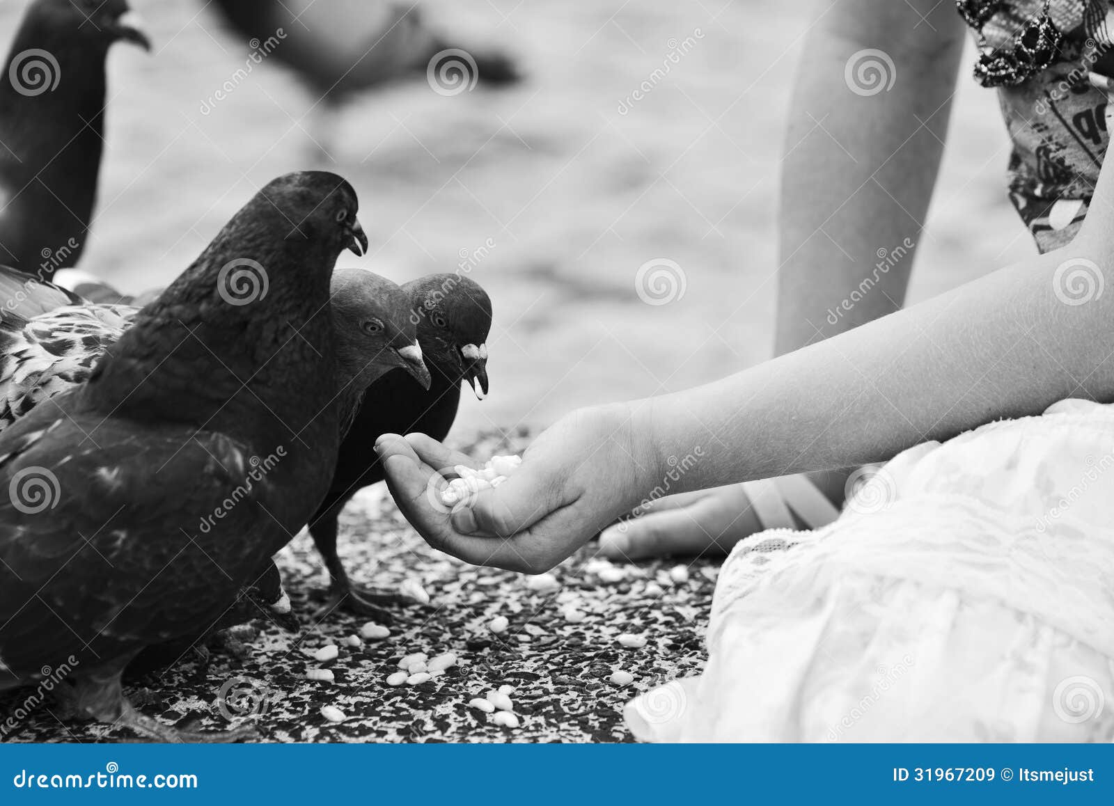 Human Hand Feeding the Bird. Stock Image Image of assistance, humanitarian 31967209