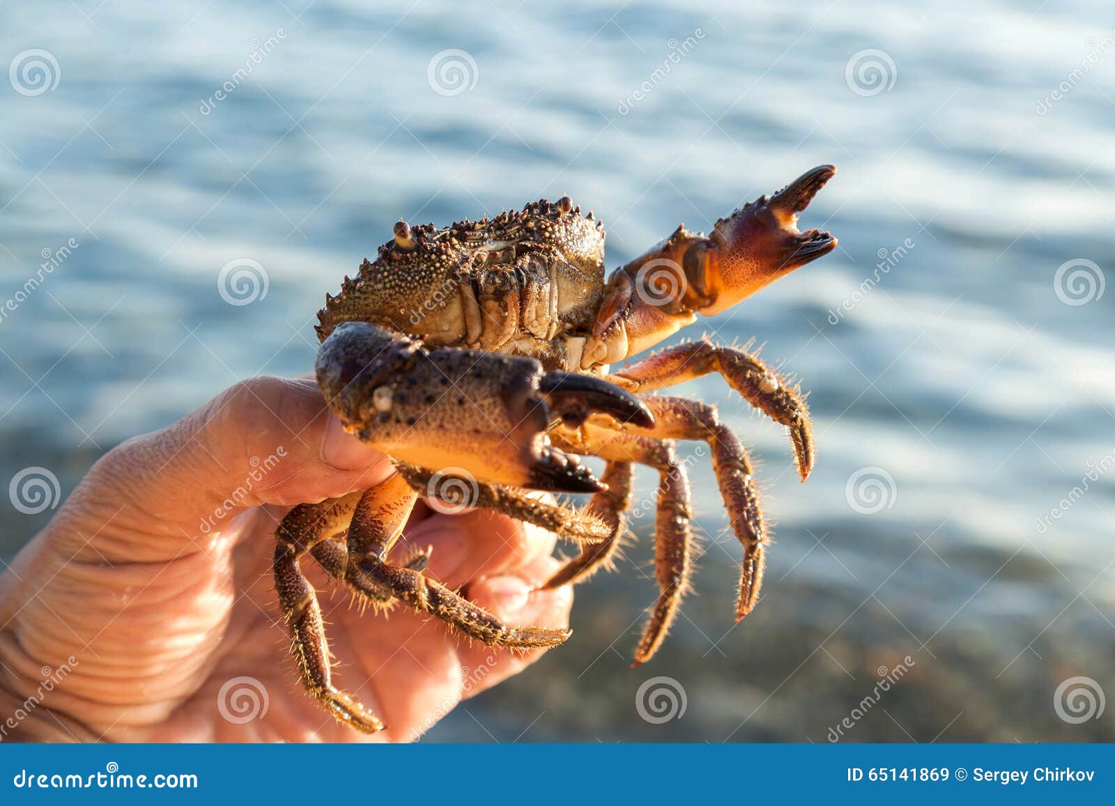 The Human Hand Holds a Brown Crab Stock Image Image of bright, travel