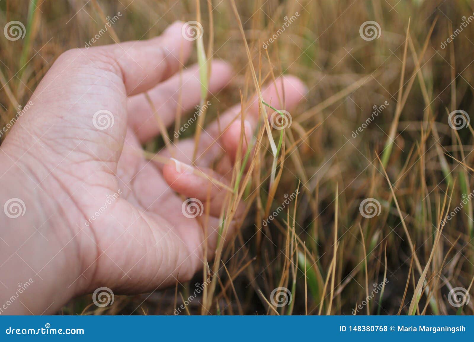 human hand and nature concept. a hand touched the barren grass.