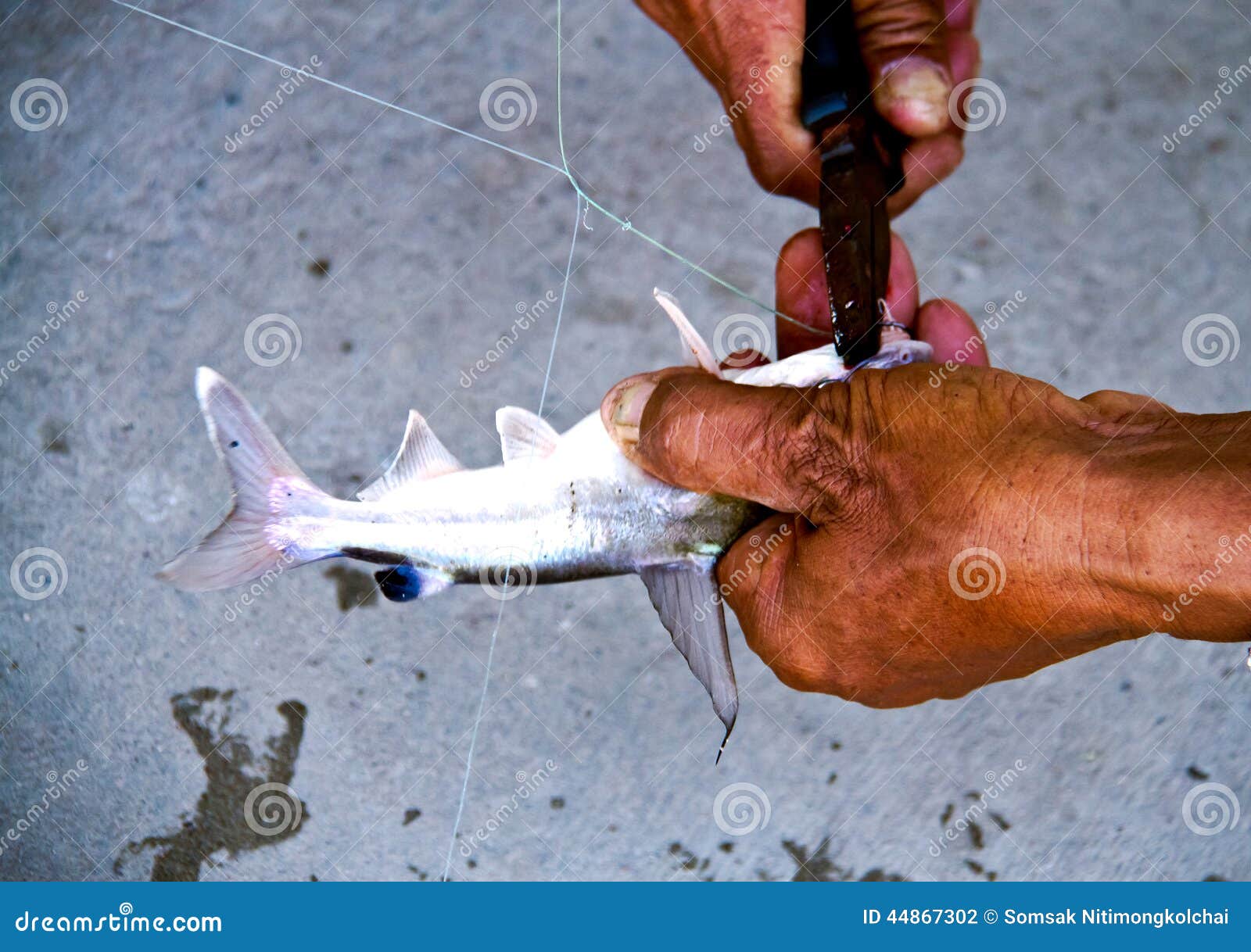 Human Hand Try To Cut the Hook from Fish S Mouth Stock Photo