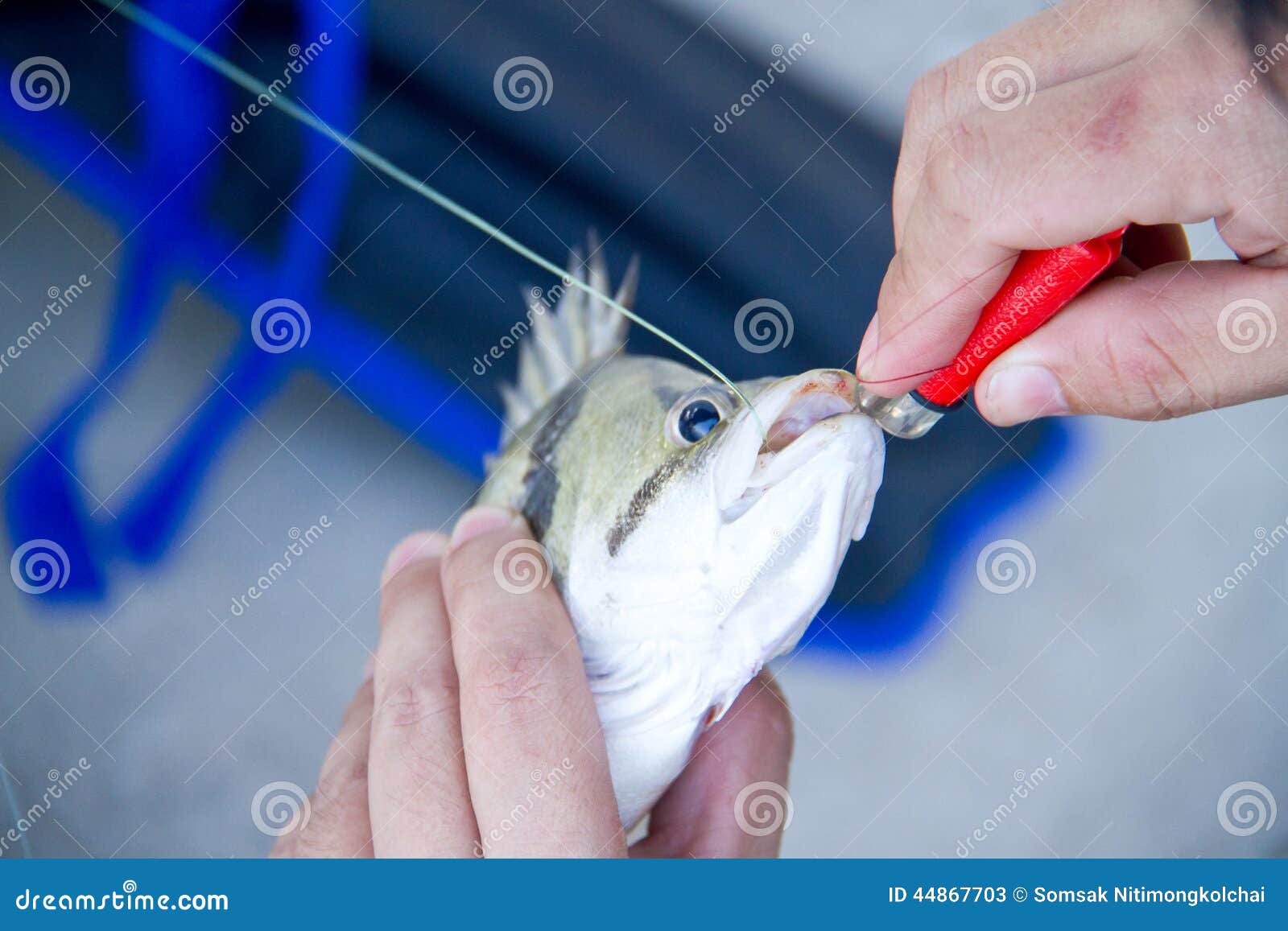 Human Hand Try To Remove Hook from Fish S Mouth Stock Image