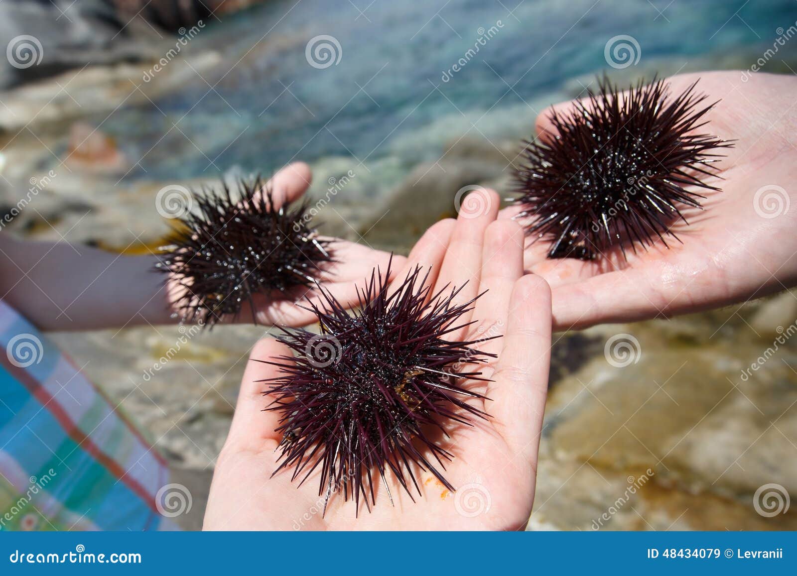 Human Hands Holding Three Sea Urchins Stock Image Image of circle
