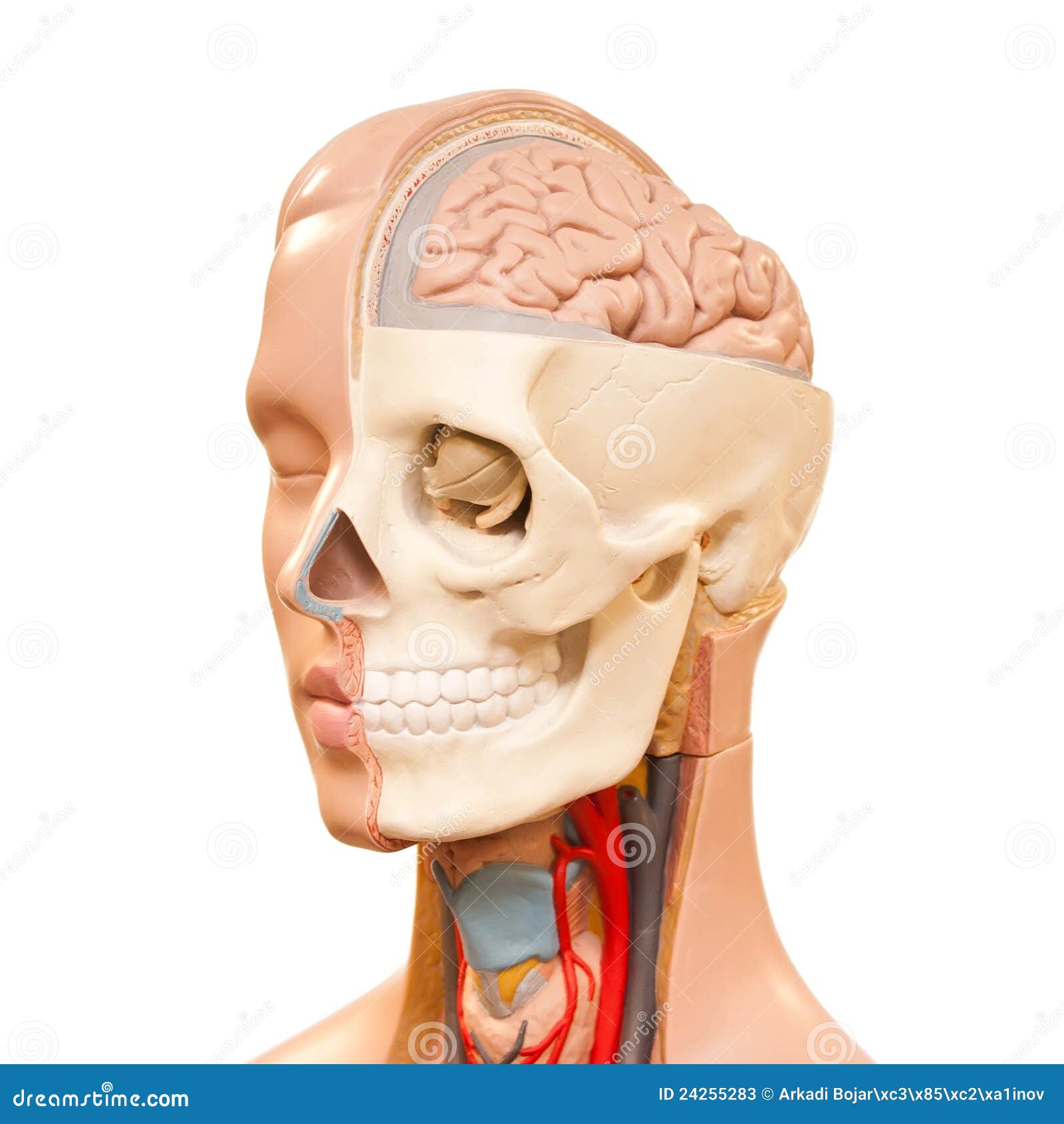 Human head anatomy stock image. Image of exam, dummy - 24255283