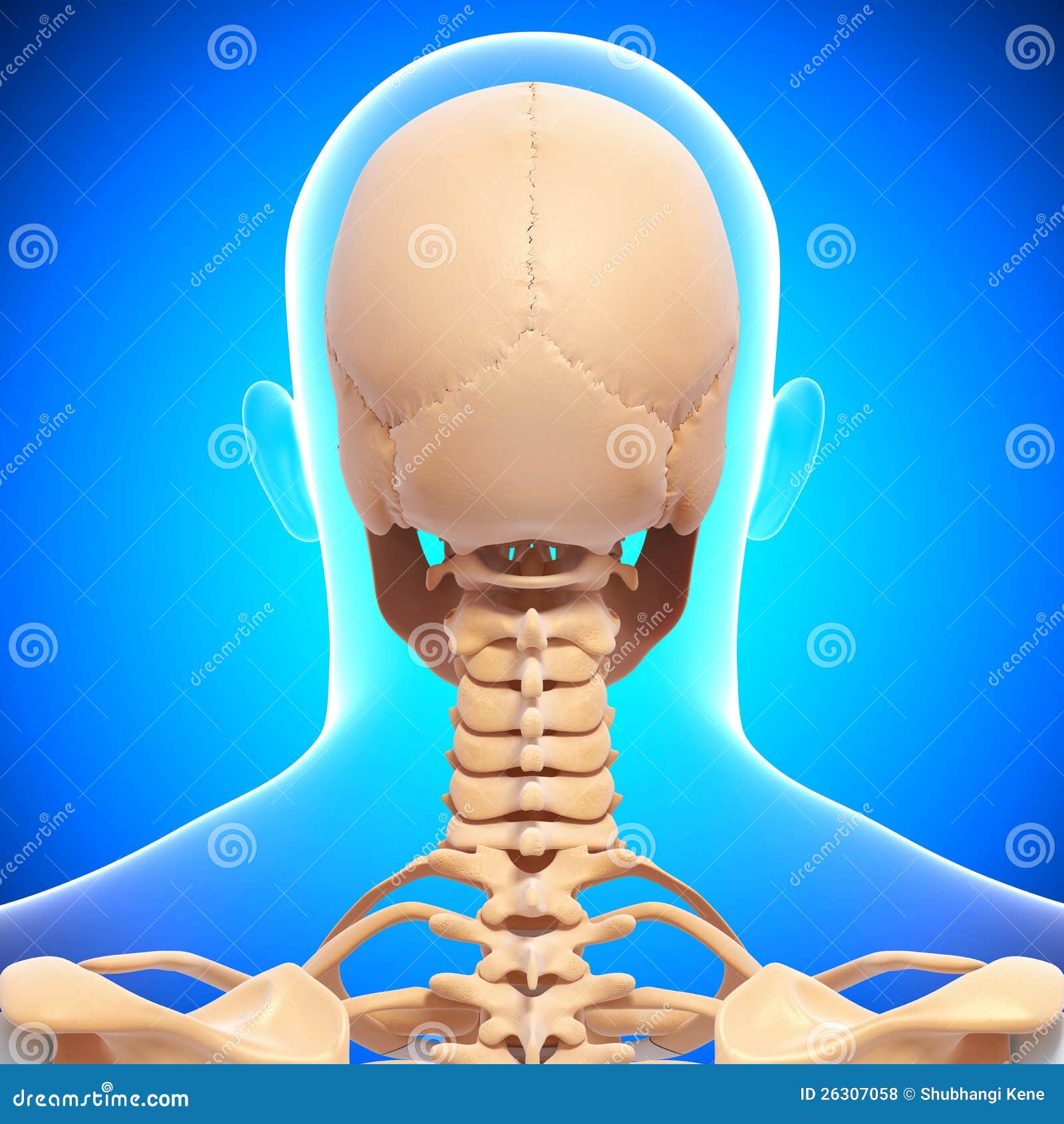 Human Head Skeleton In Blue Stock Illustration Illustration Of Apex Pulmonary