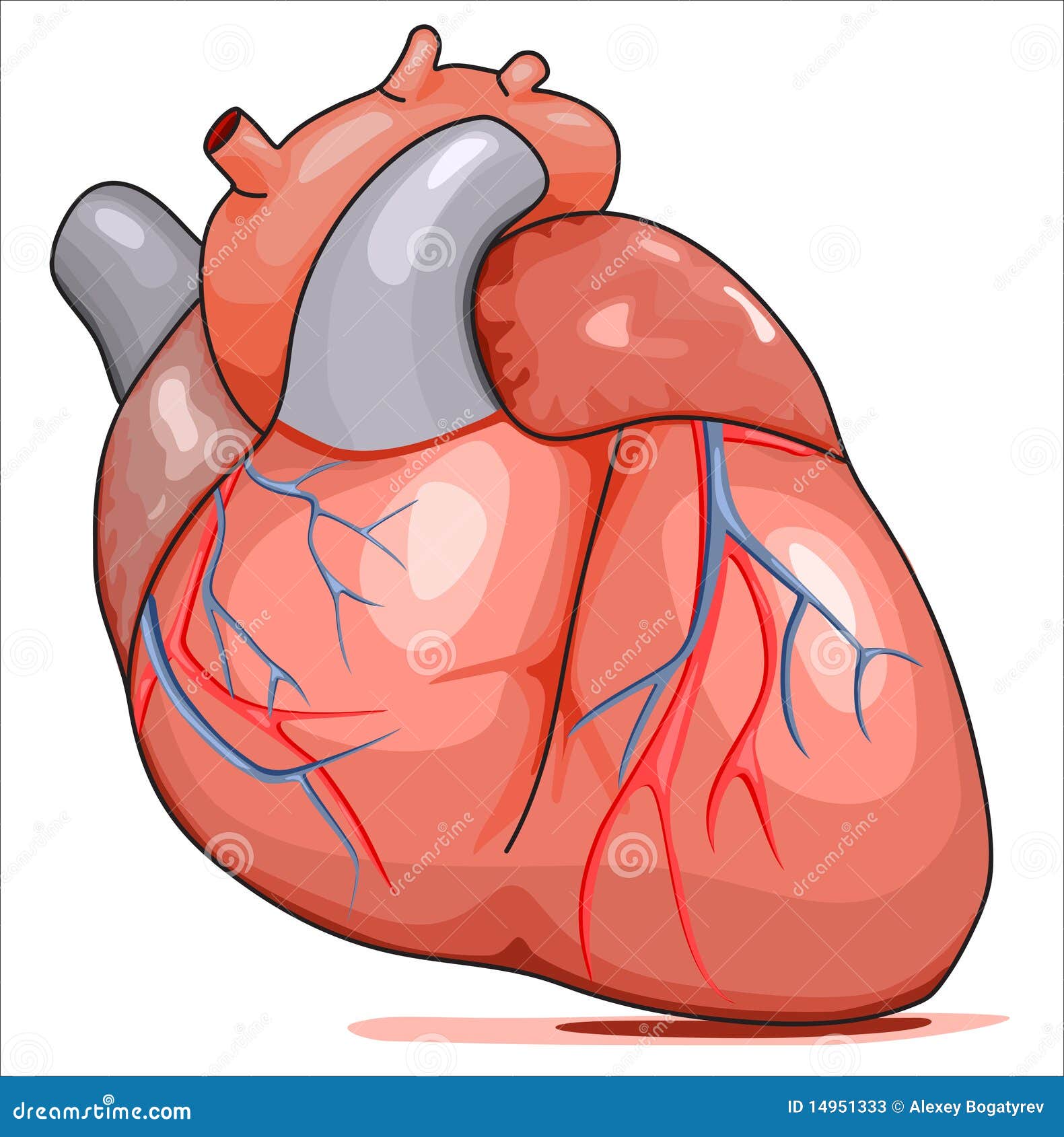 heart organ clipart - photo #19