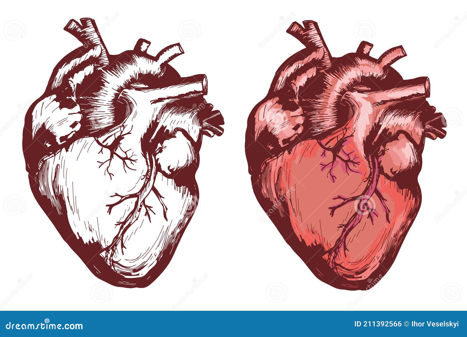 Human Heart, Anatomical Heart Hand Drawn Vector Illustration Stock ...