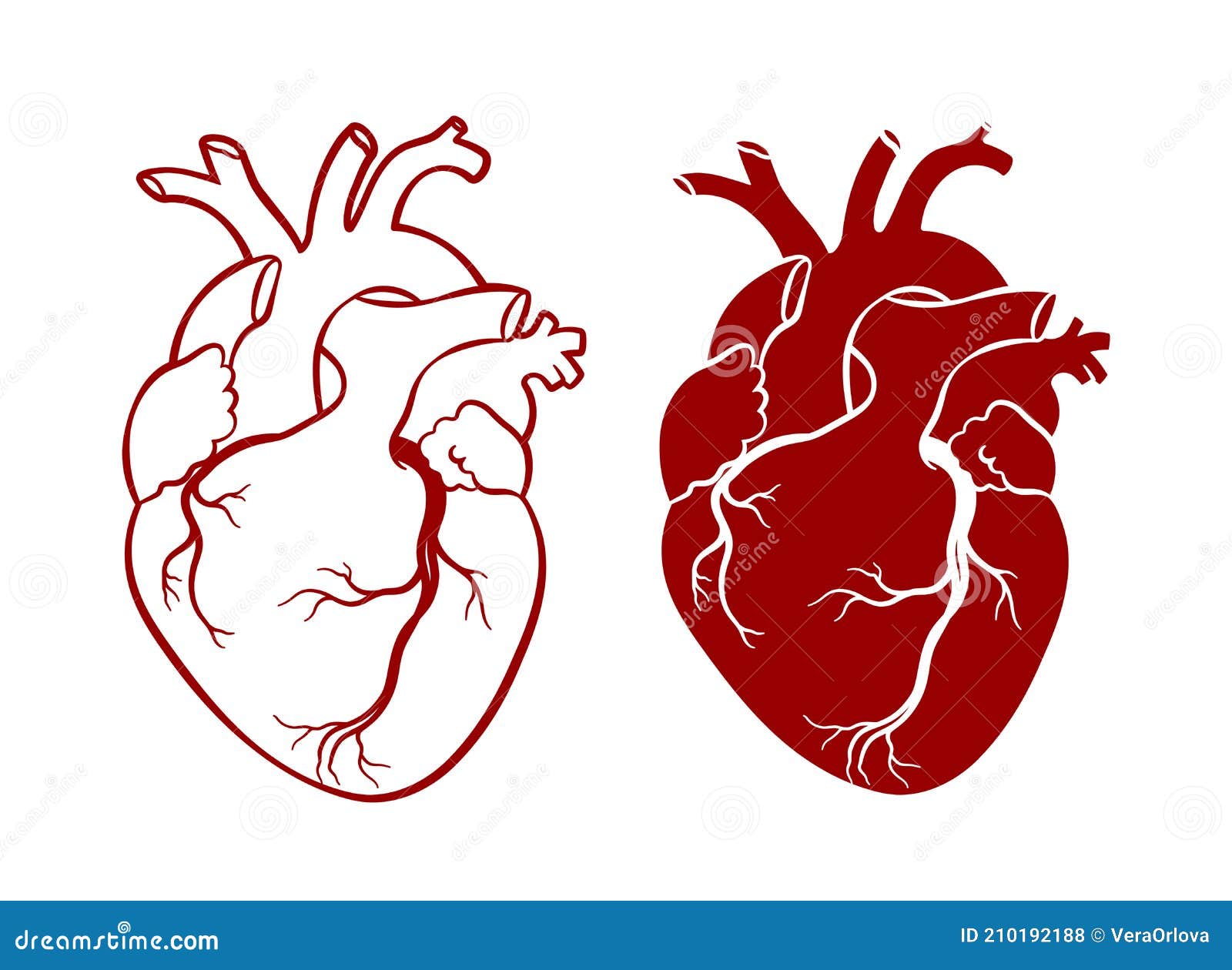 human heart. anatomical realistic heart, line art,  