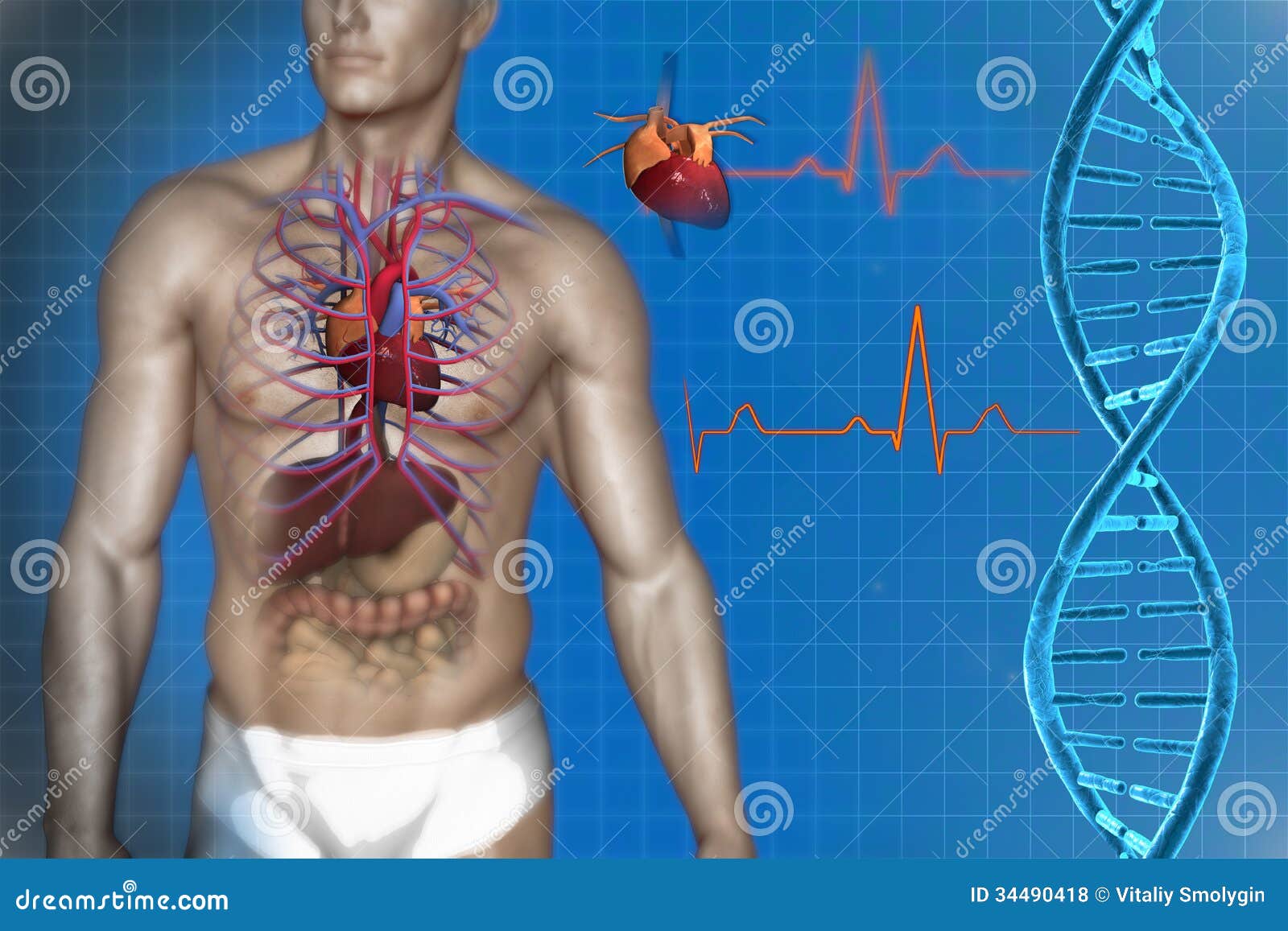 Human Heart Anatomy Stock Illustration Illustration Of Care