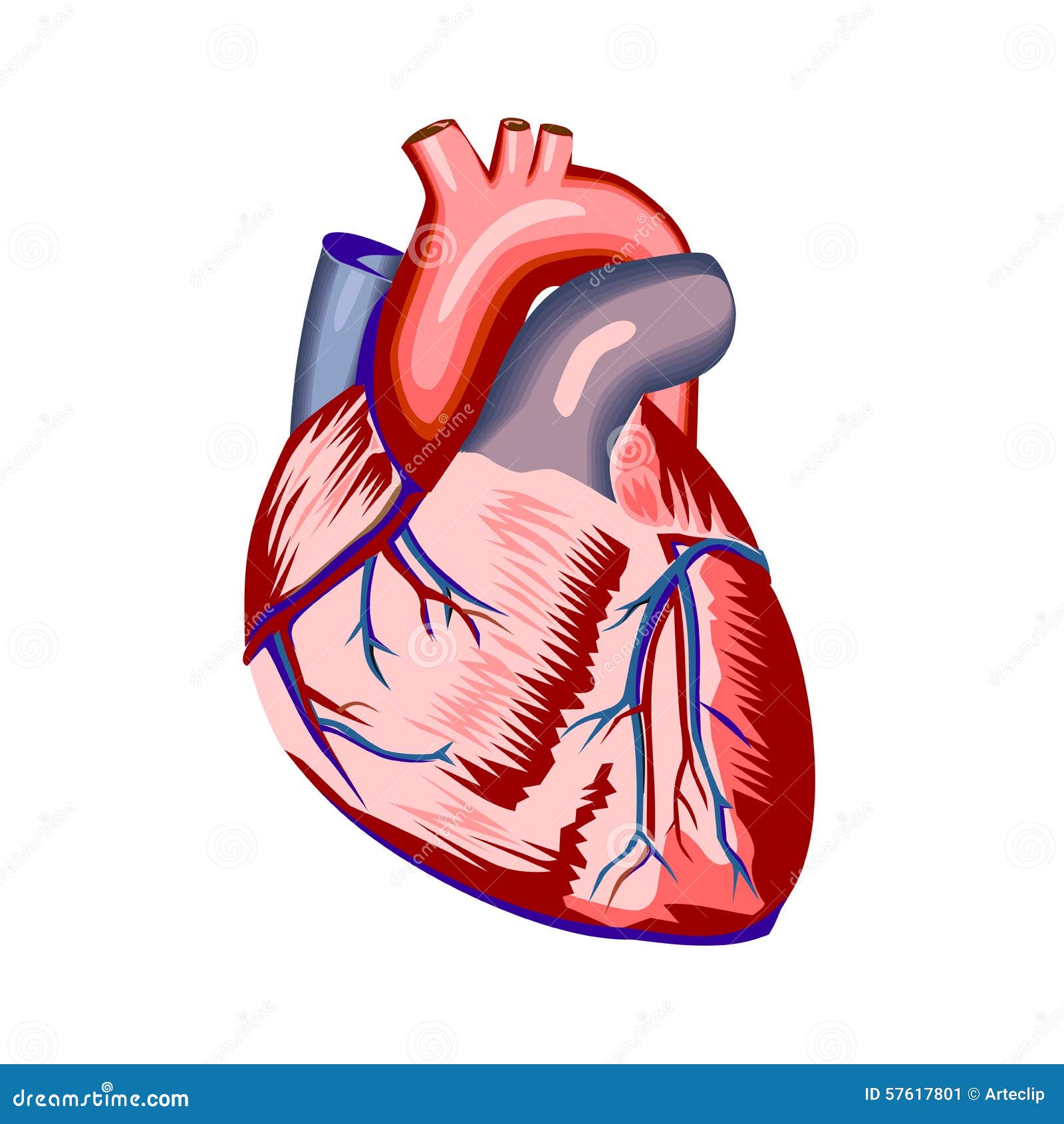 free heart anatomy clipart - photo #29