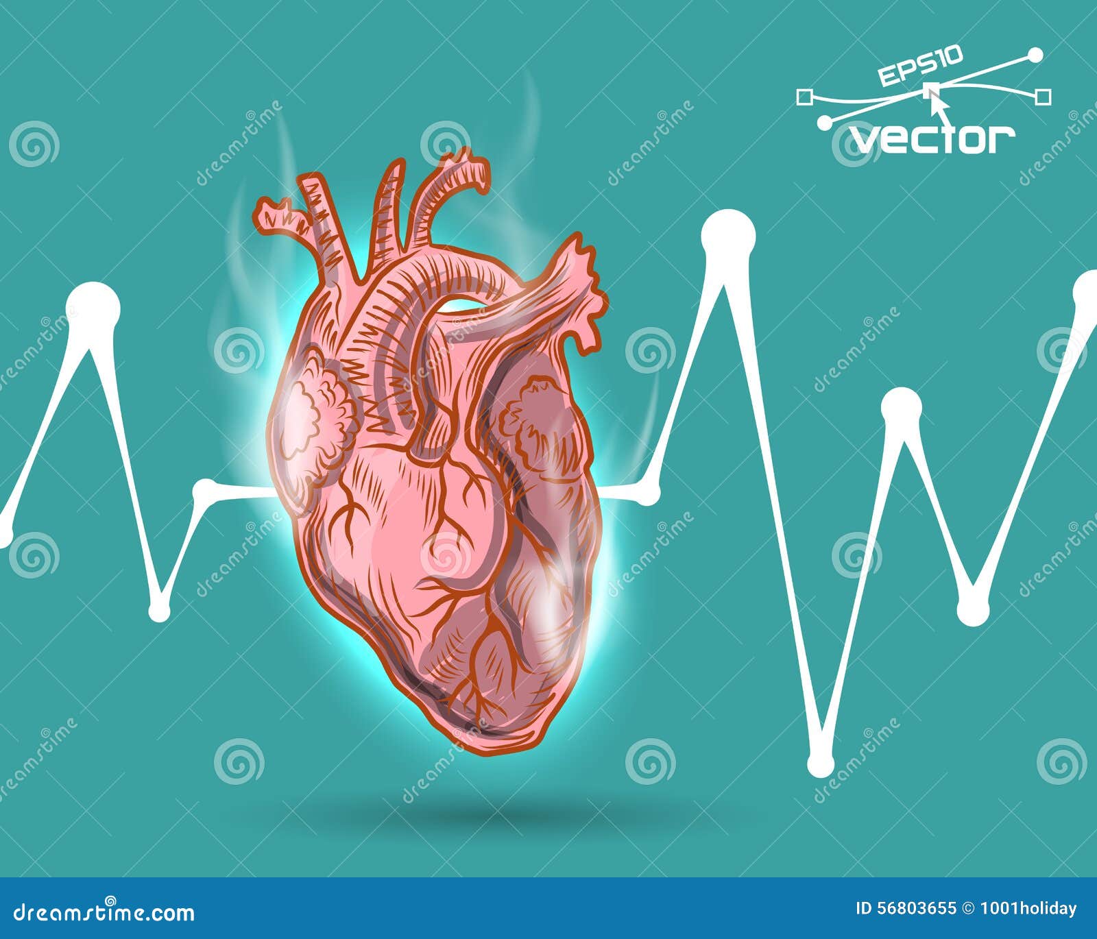 Human Heart Beat Stock Vector Illustration Of Cardiology 56803655
